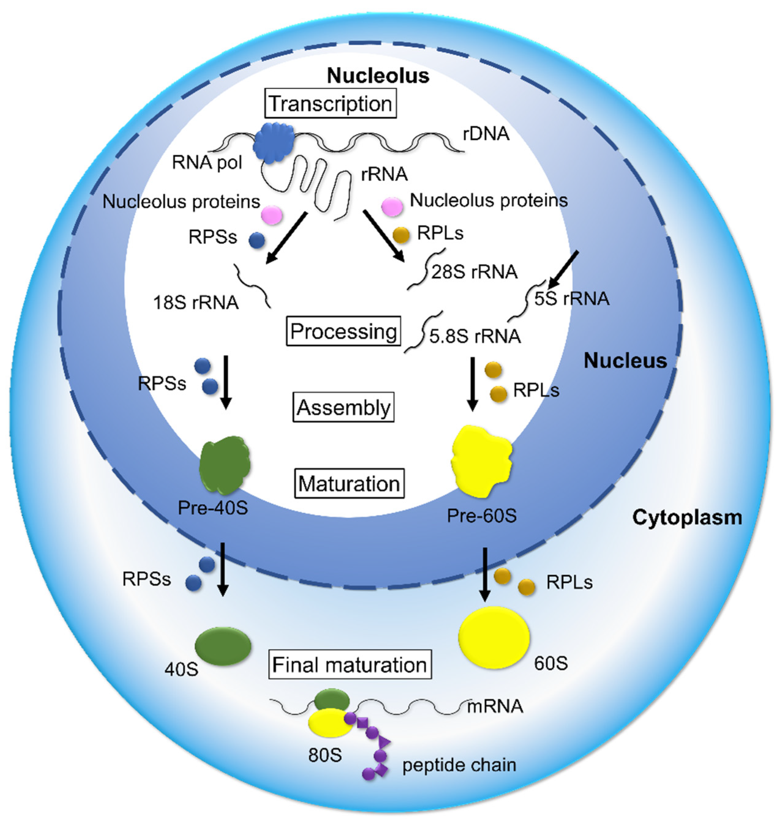 Cells 11 02142 g004 550