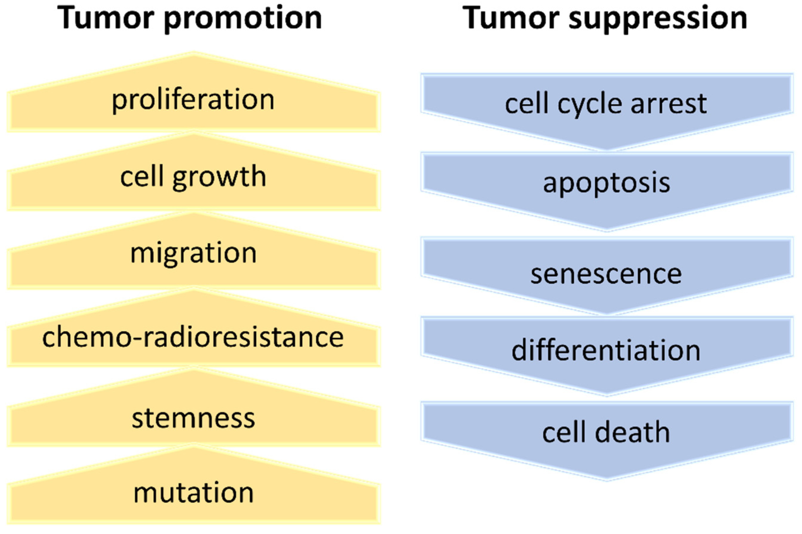 Cells 11 02142 g005 550