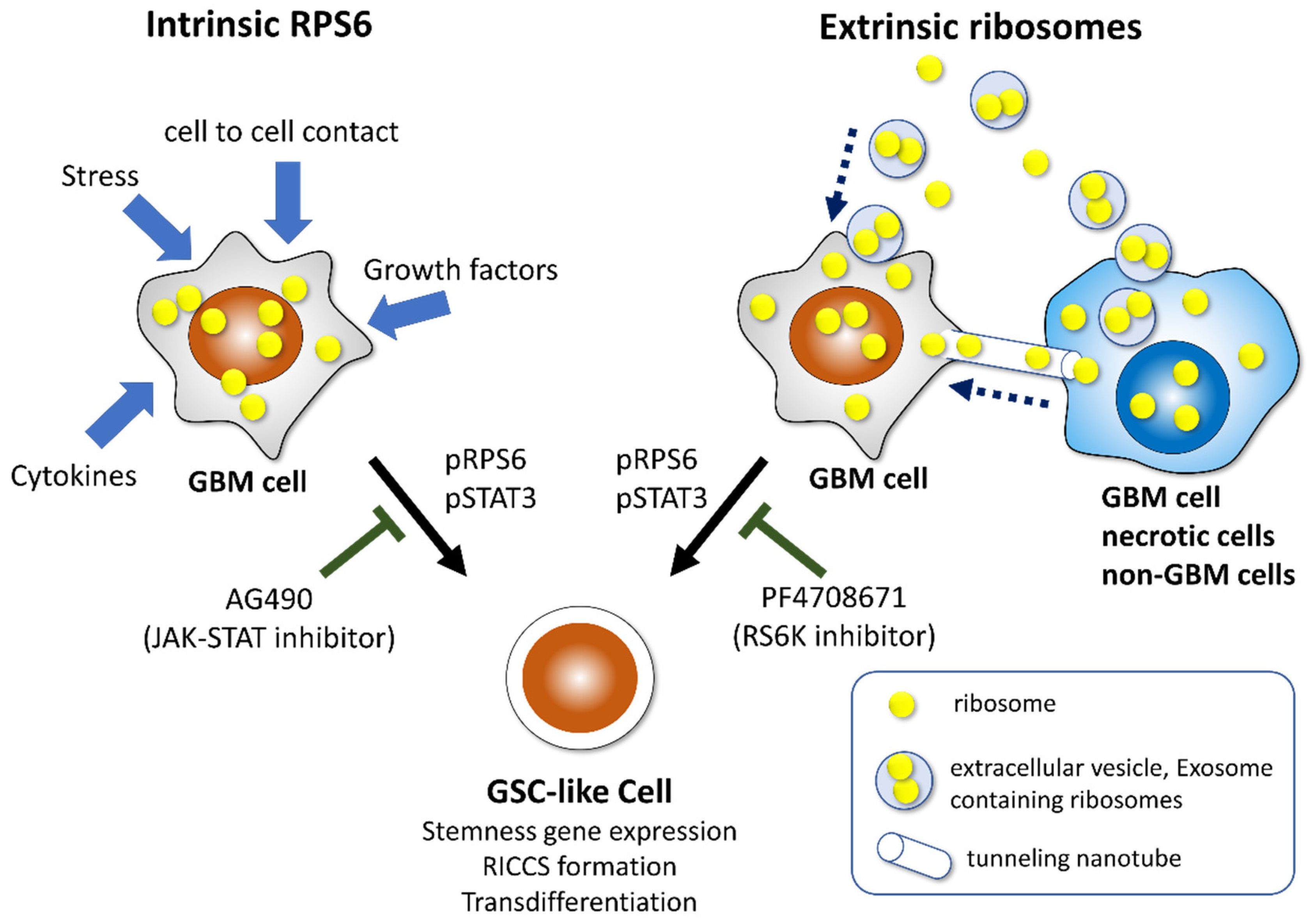 Cells 11 02142 g006 550