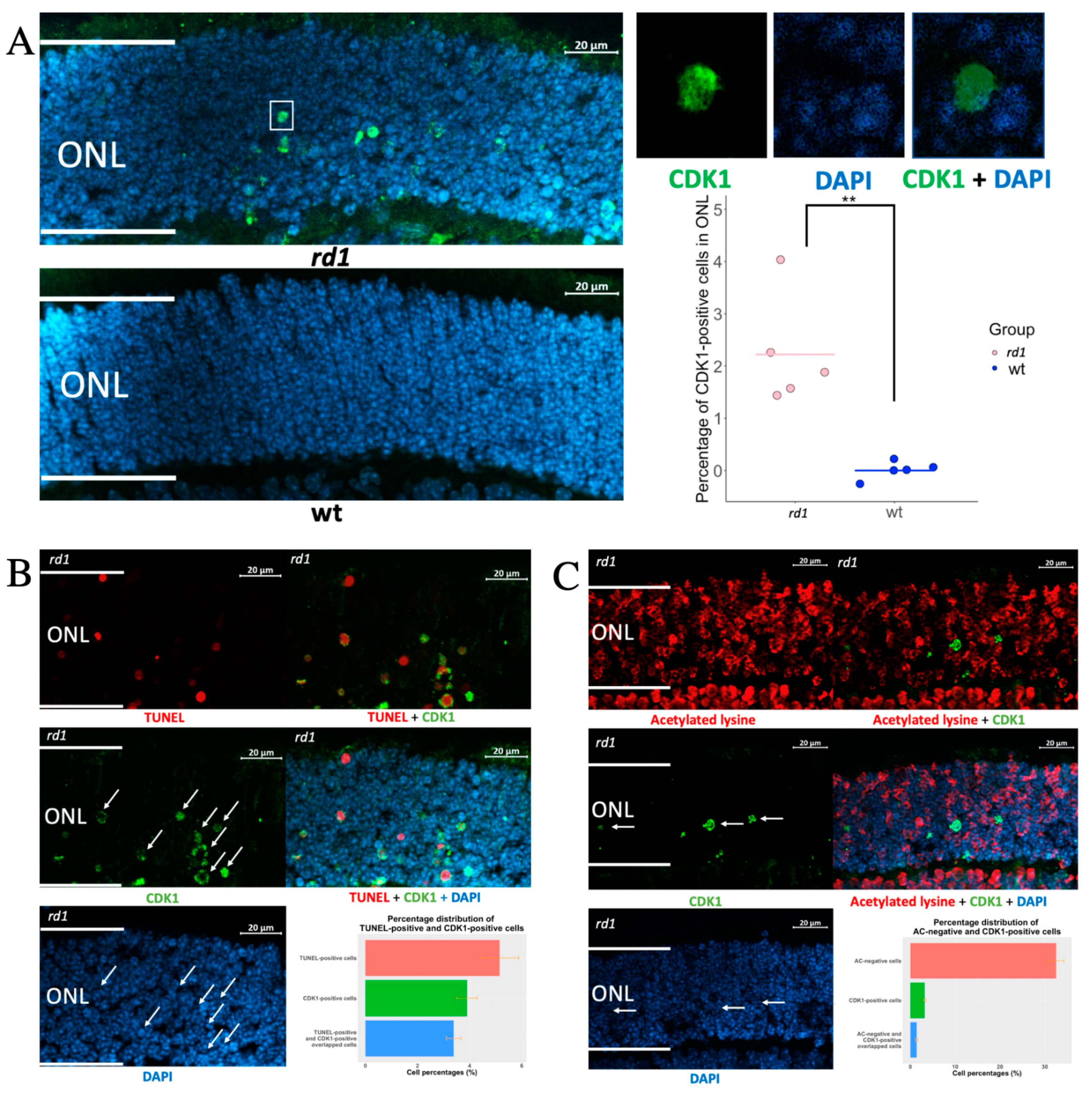 Cells 11 02143 g001 550