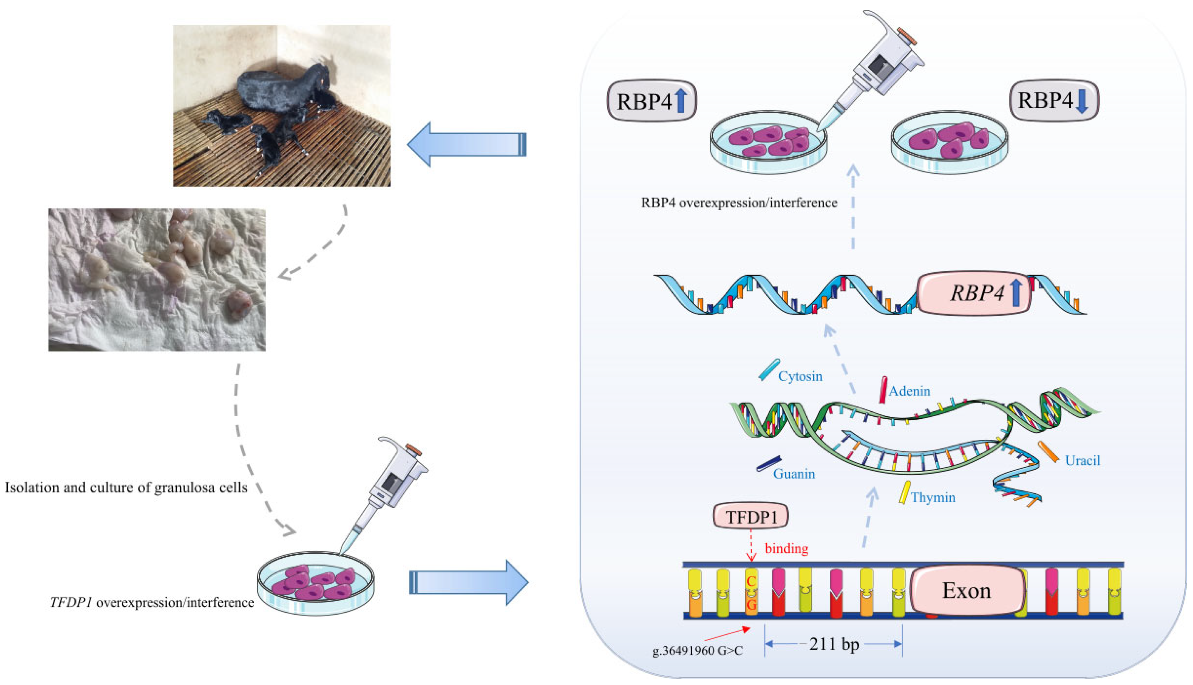 Cells 11 02148 g007 Cells 11 02148 g007
