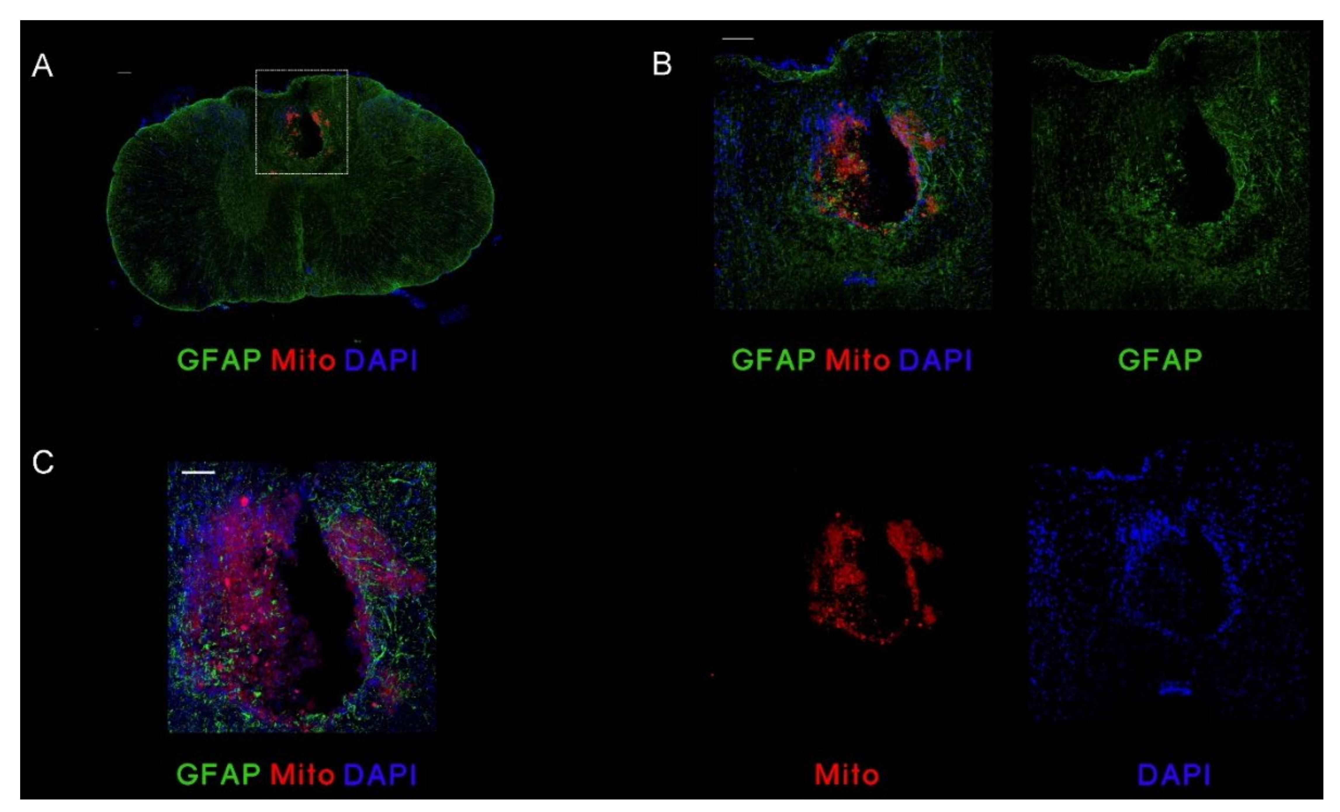 Cells 11 02153 g005 550