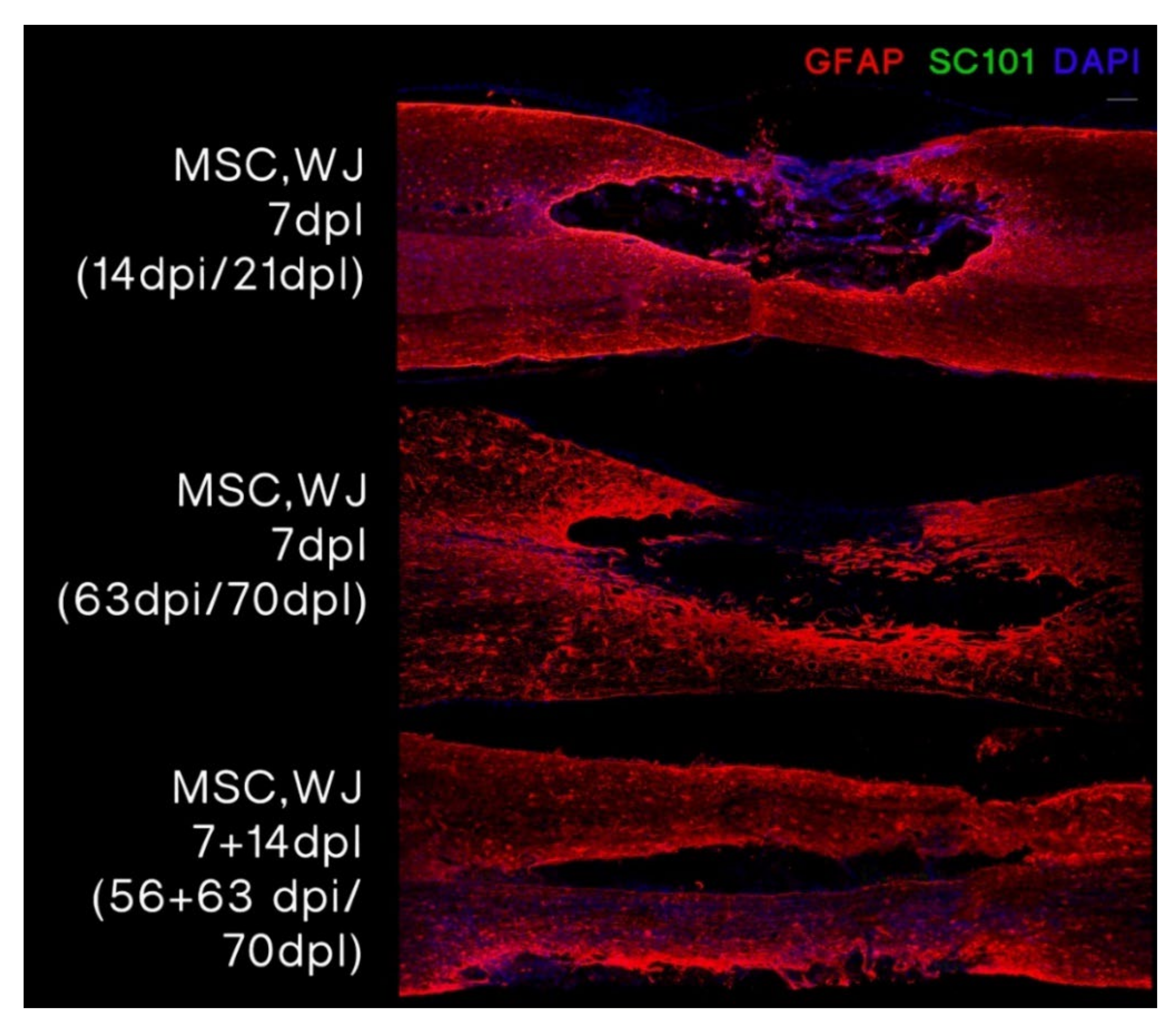 Cells 11 02153 g006 550