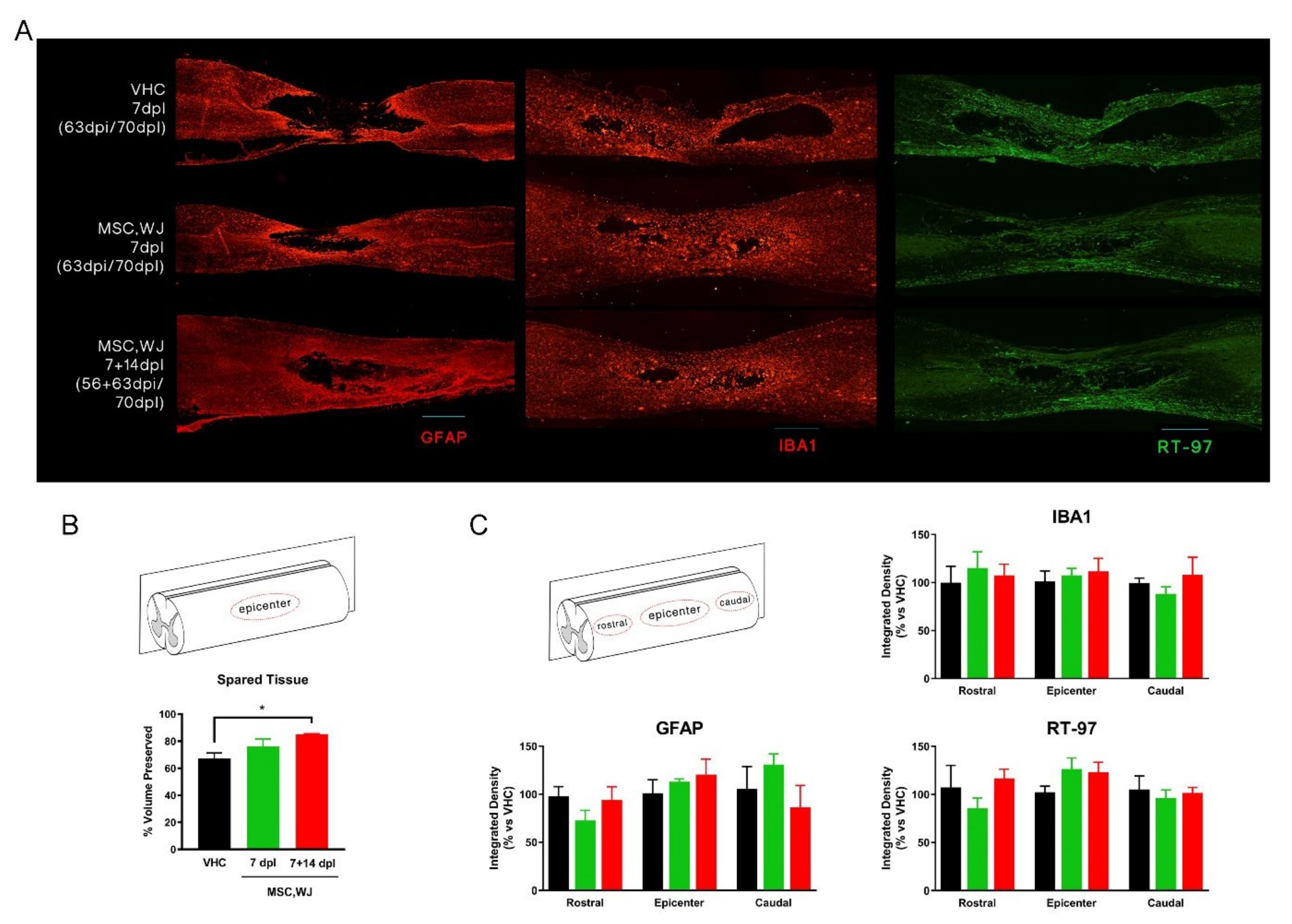 Cells 11 02153 g007 550