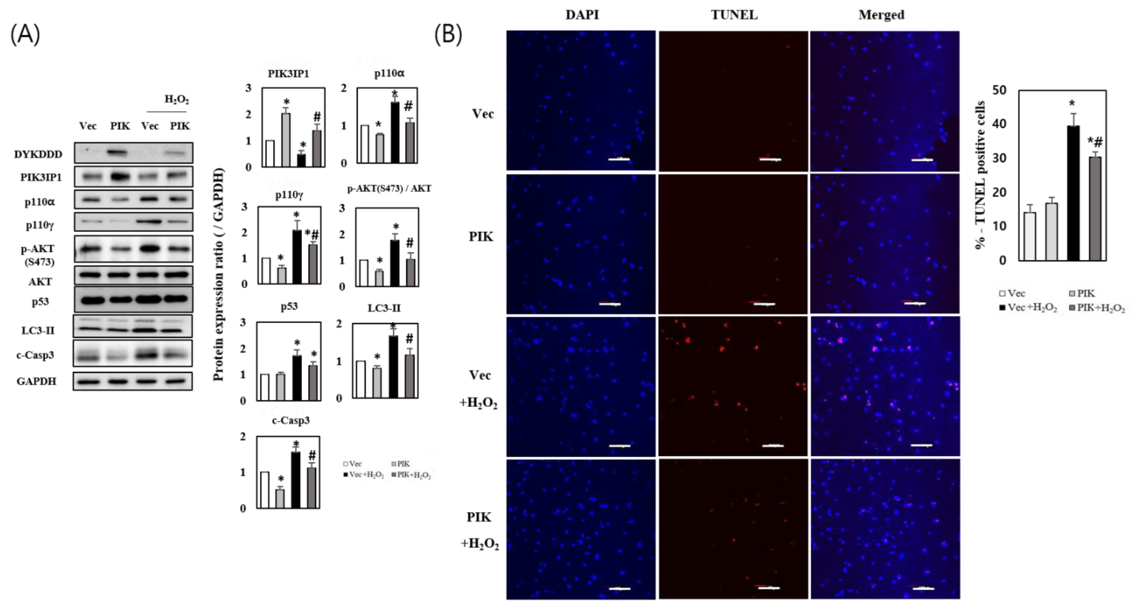 Cells 11 02162 g002 Cells 11 02162 g002