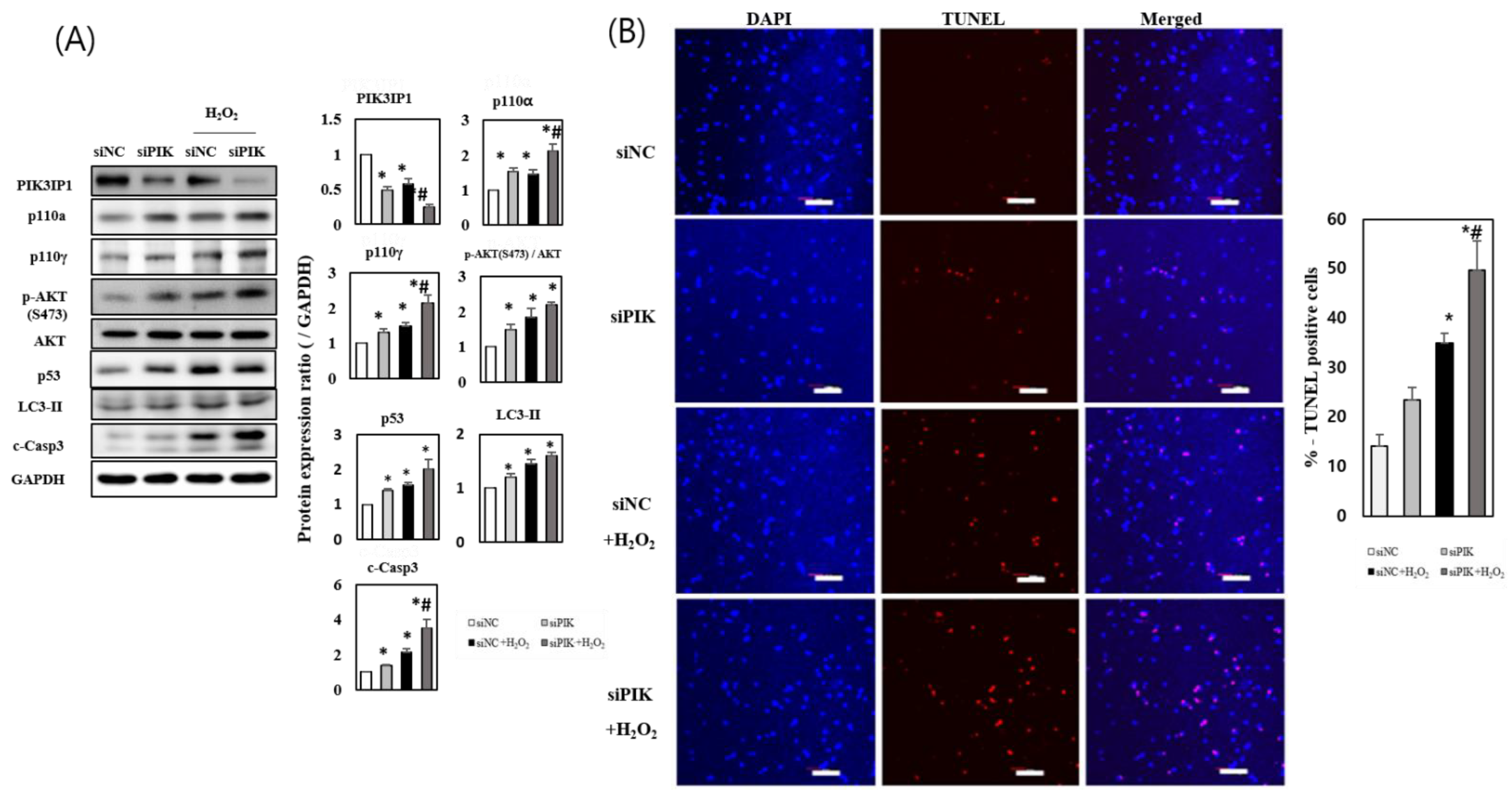 Cells 11 02162 g003 Cells 11 02162 g003
