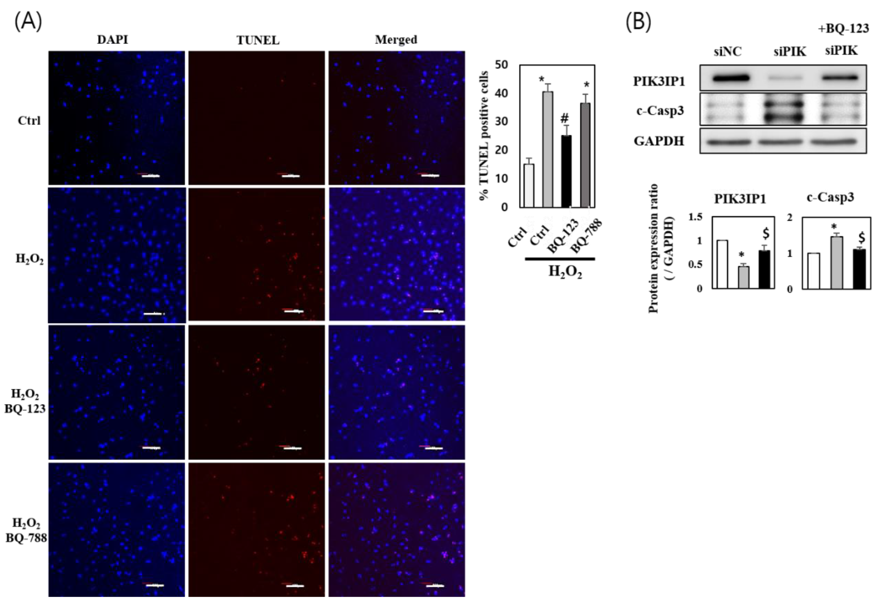 Cells 11 02162 g005 Cells 11 02162 g005