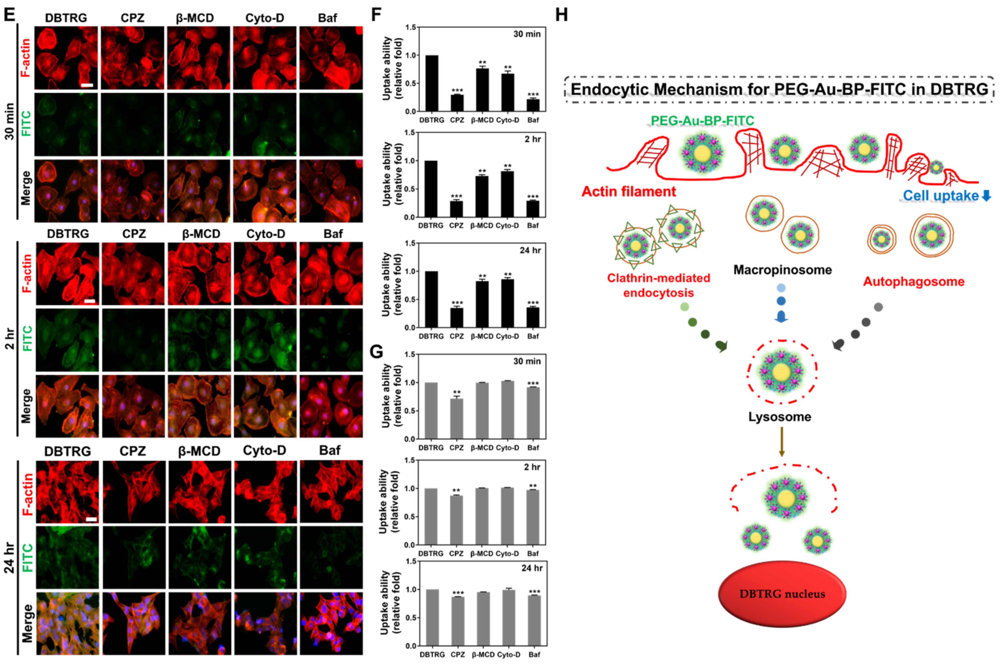 Cells 11 02172 g006b