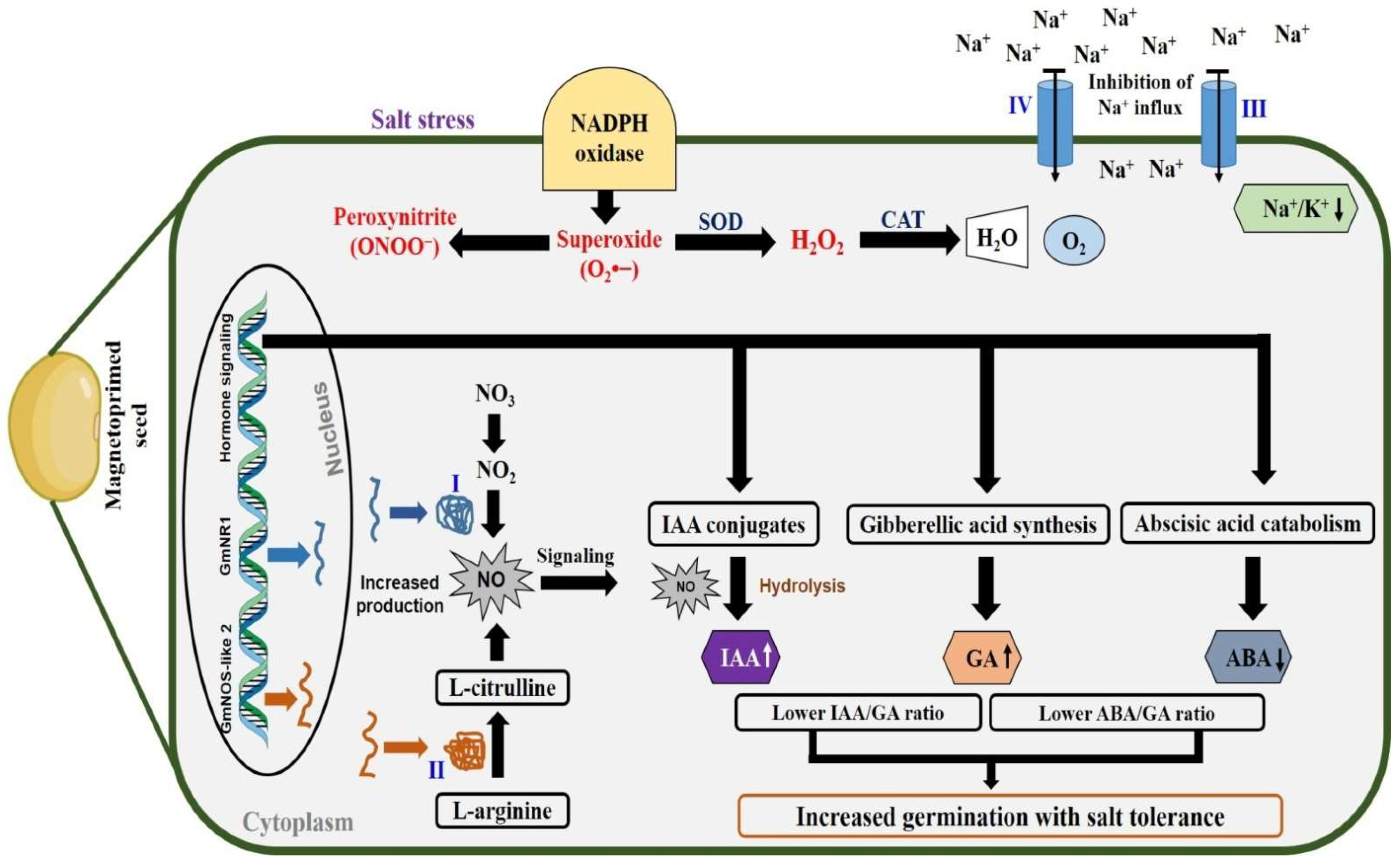 Cells | Free Full-Text | Magnetopriming Actuates Nitric Oxide 