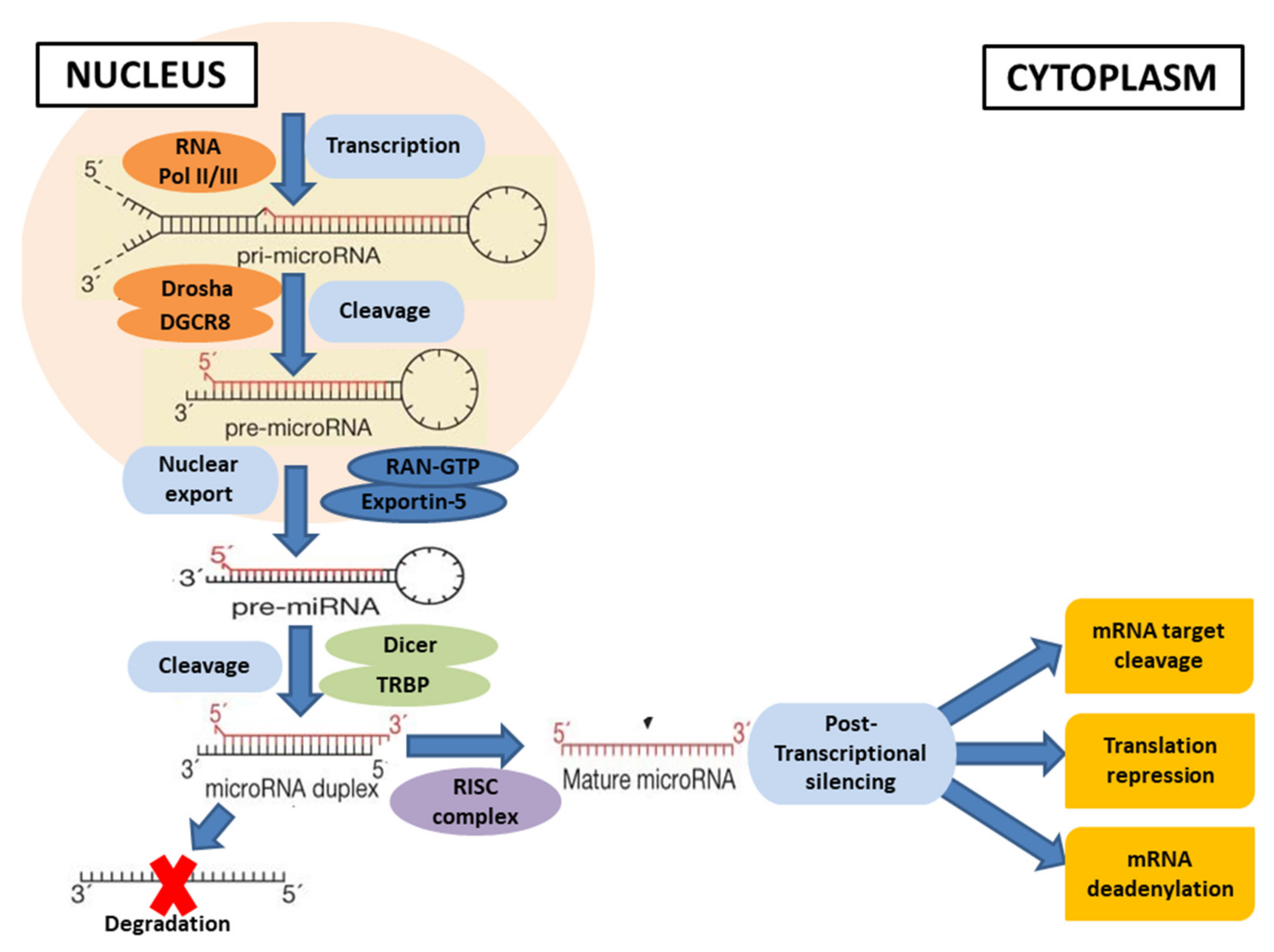 Cells 11 02177 g003 Cells 11 02177 g003