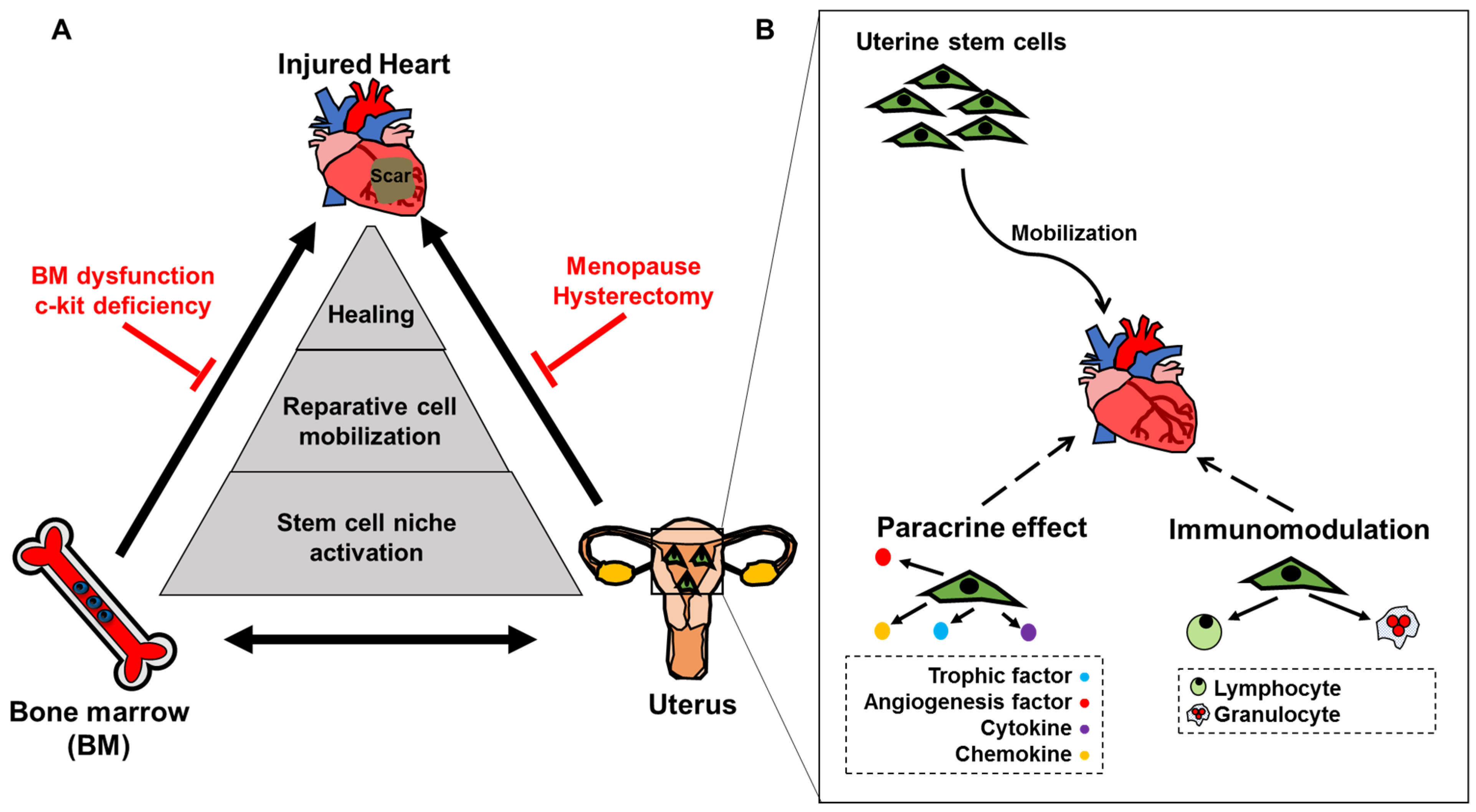az endometrium rákja