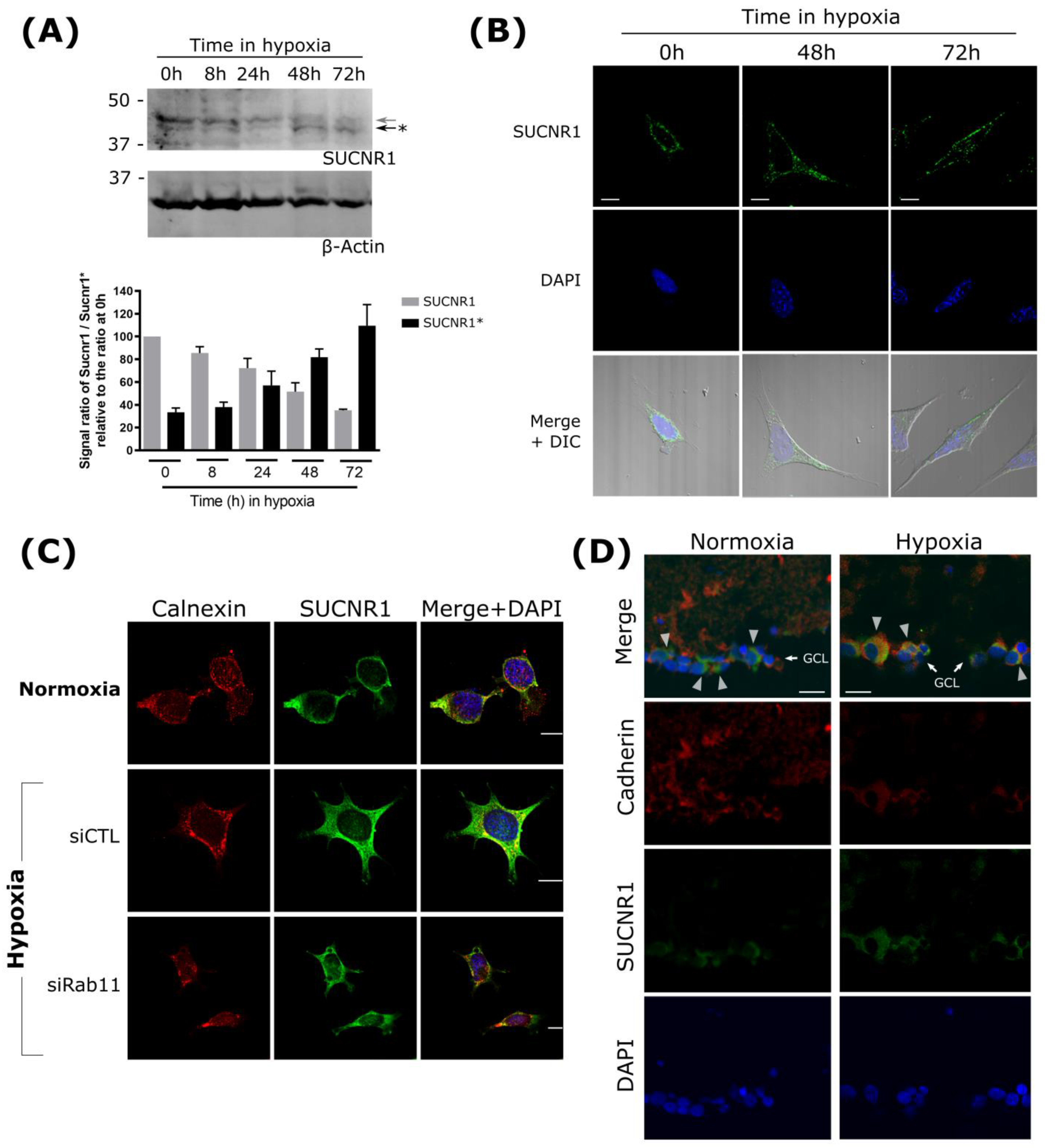 Cells 11 02185 g004 Cells 11 02185 g004