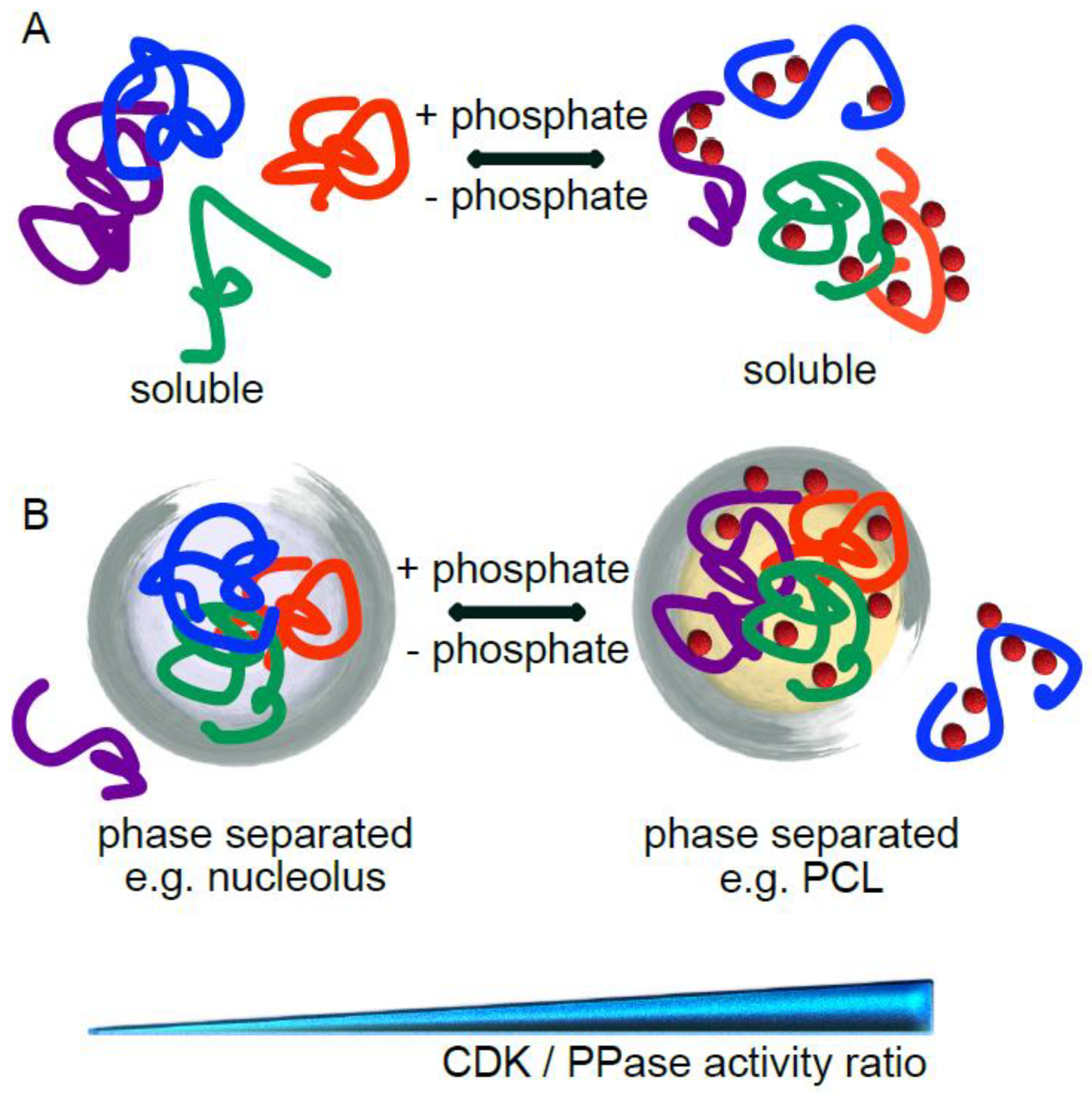 Cell cycle-specific phase separation regulated by protein charge blockiness