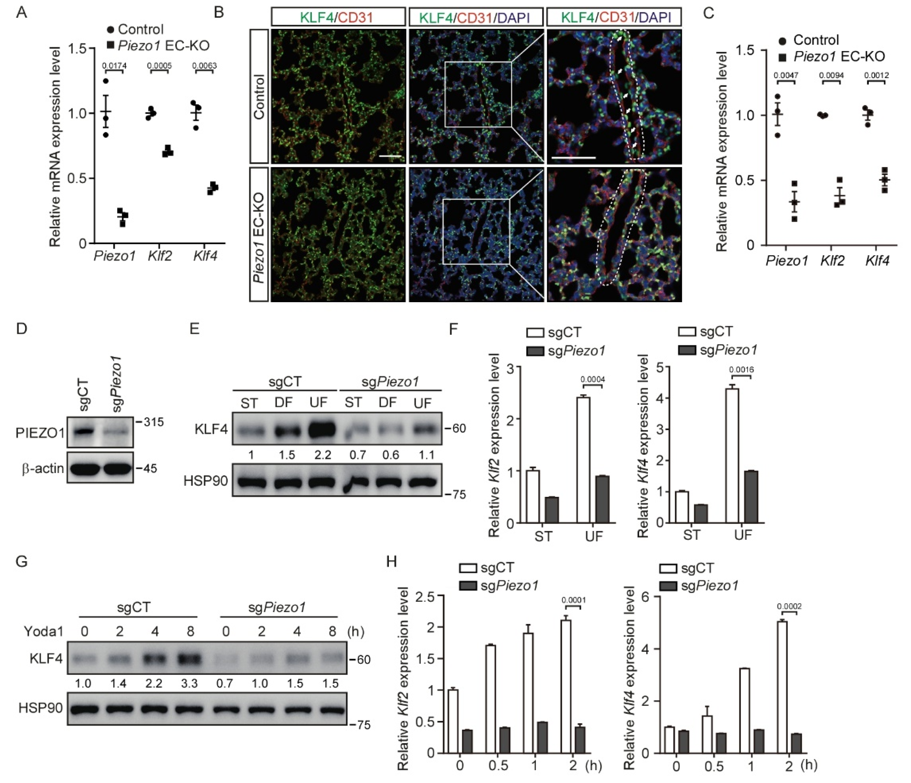 Cells 11 02191 g002 550
