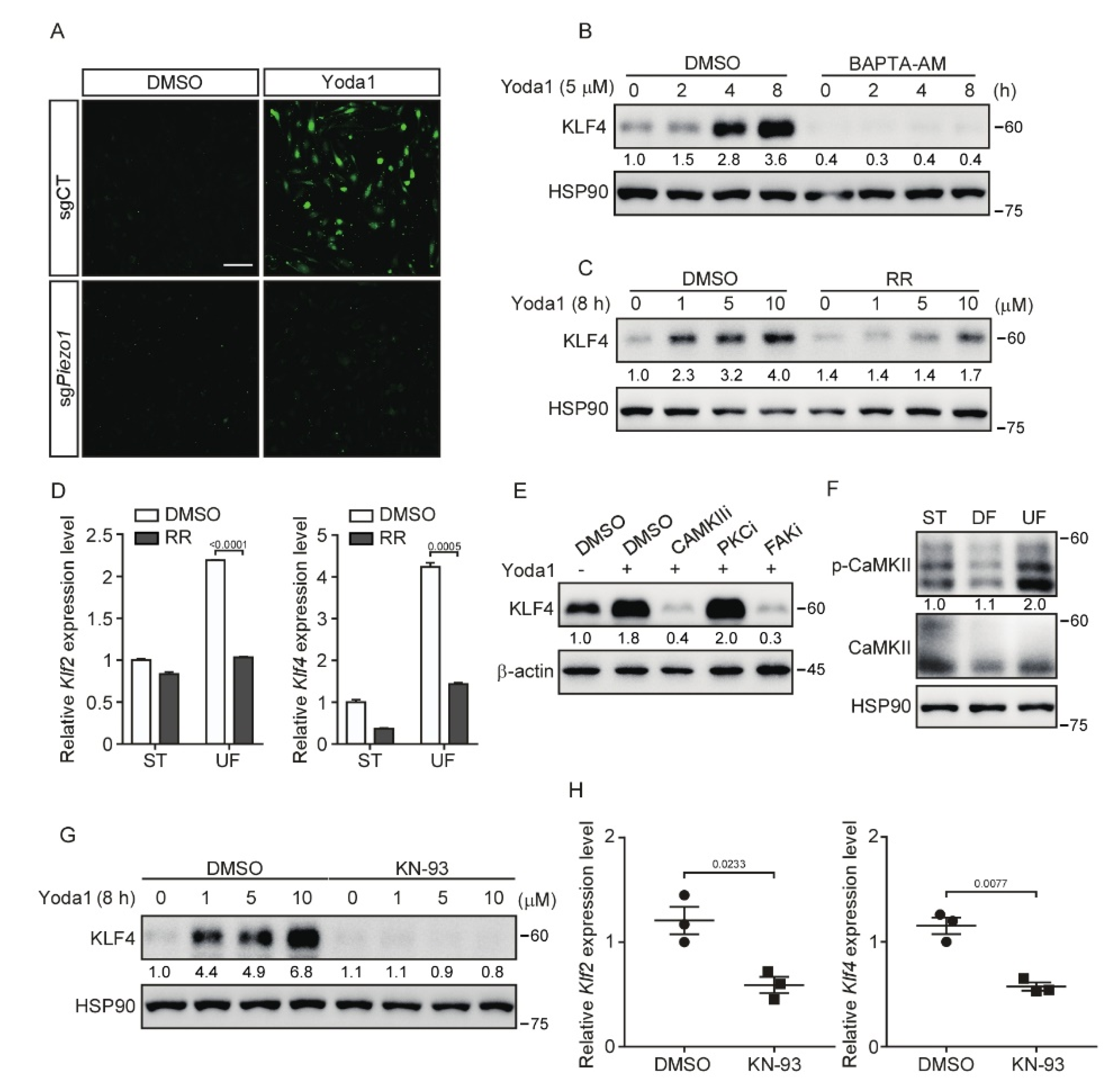 Cells 11 02191 g004 550