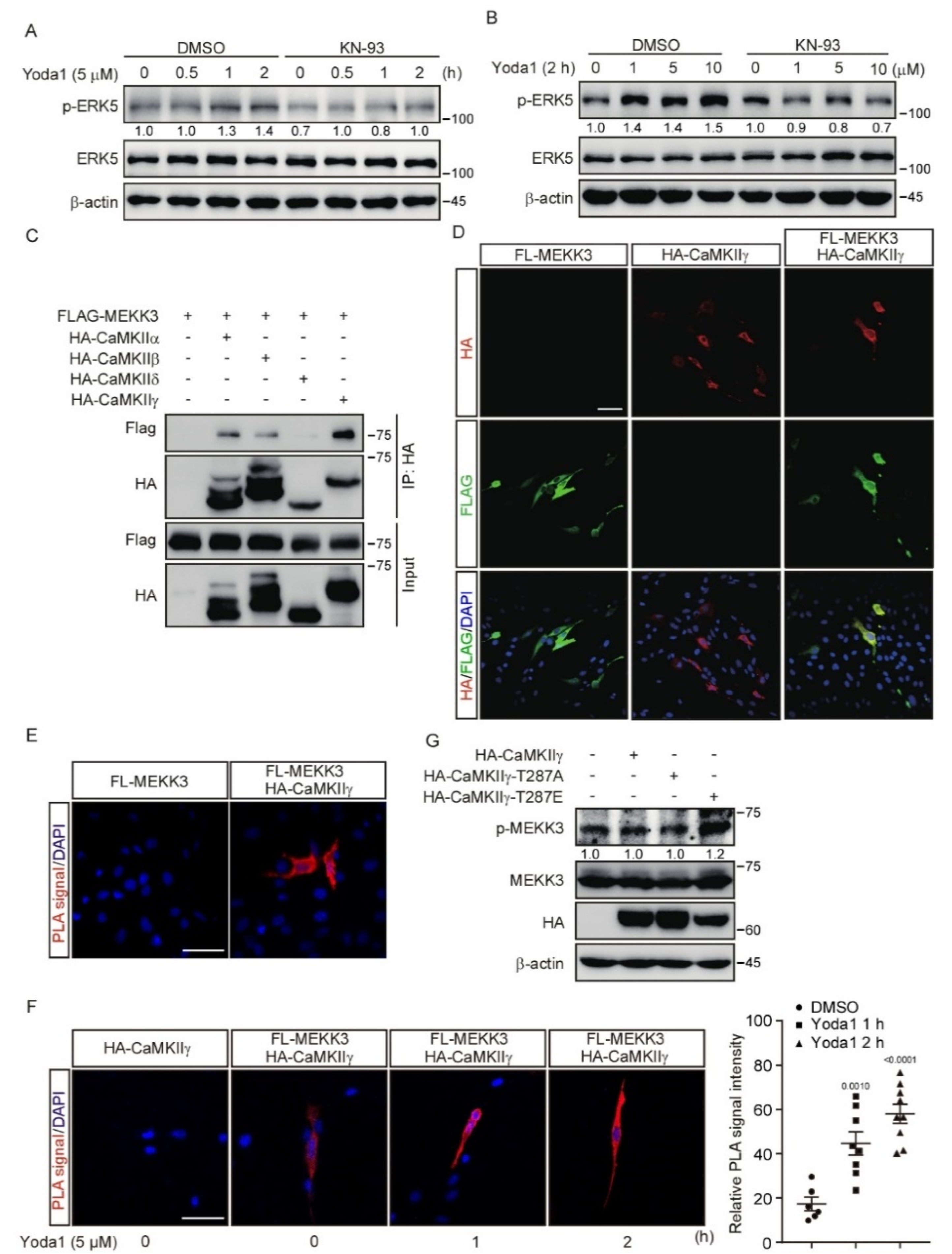 Cells 11 02191 g005 550