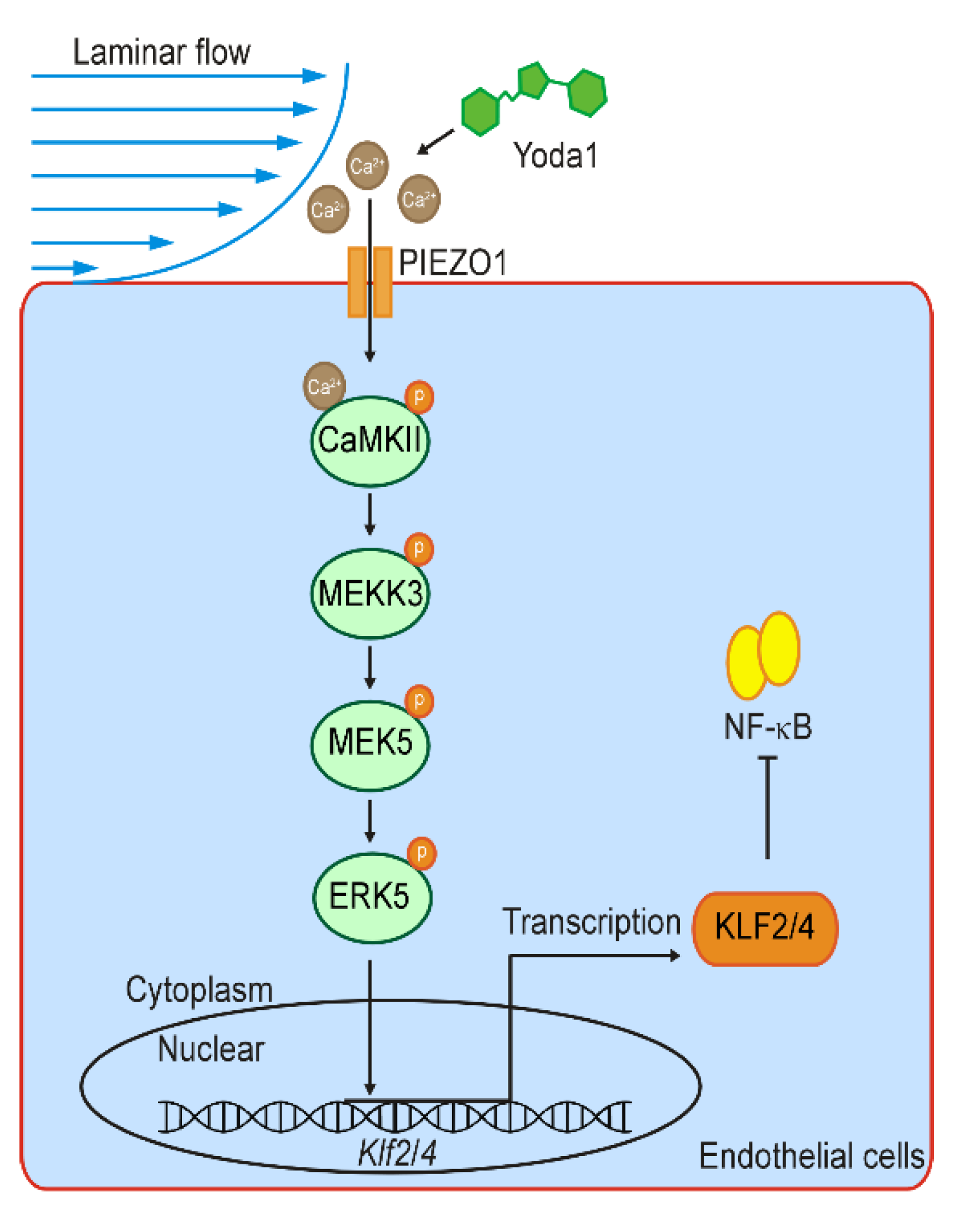 Cells 11 02191 g007 550