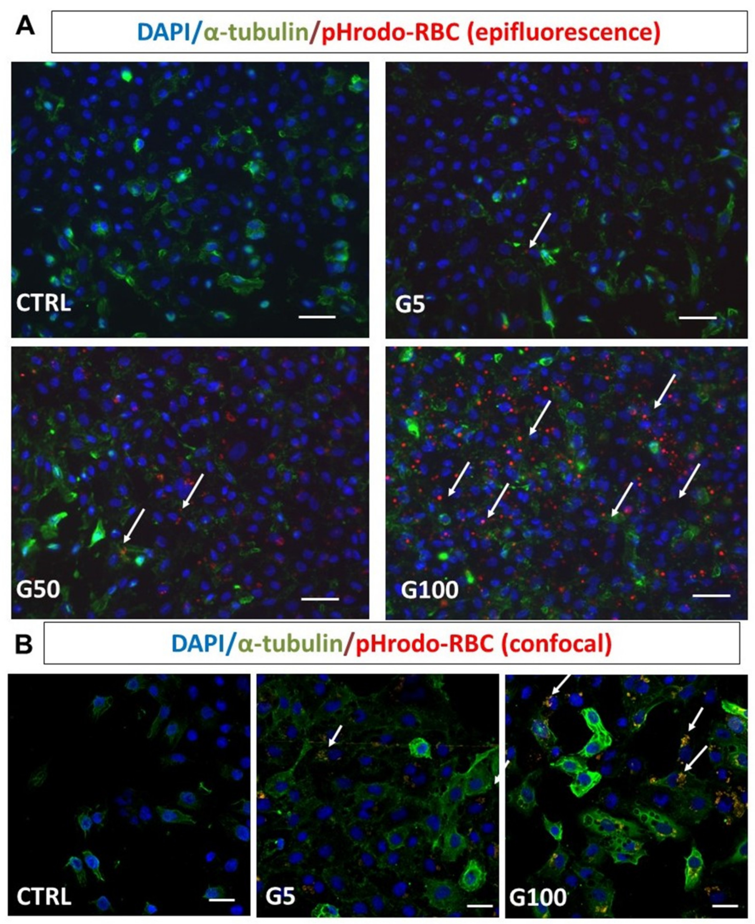 Cells 11 02200 g004 550