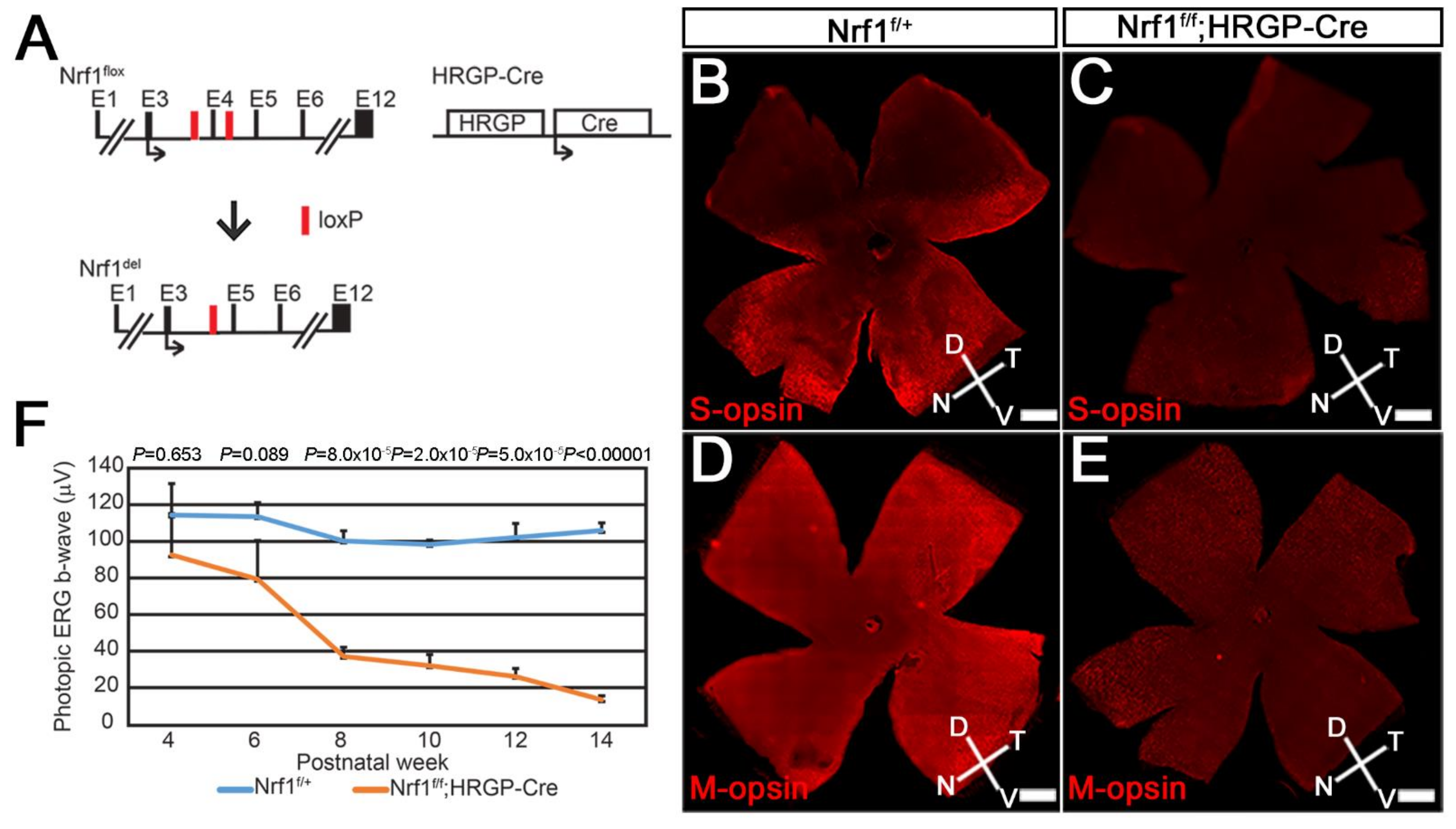 NRF1 Association with AUTS2-Polycomb Mediates Specific Gene Activation in  the Brain