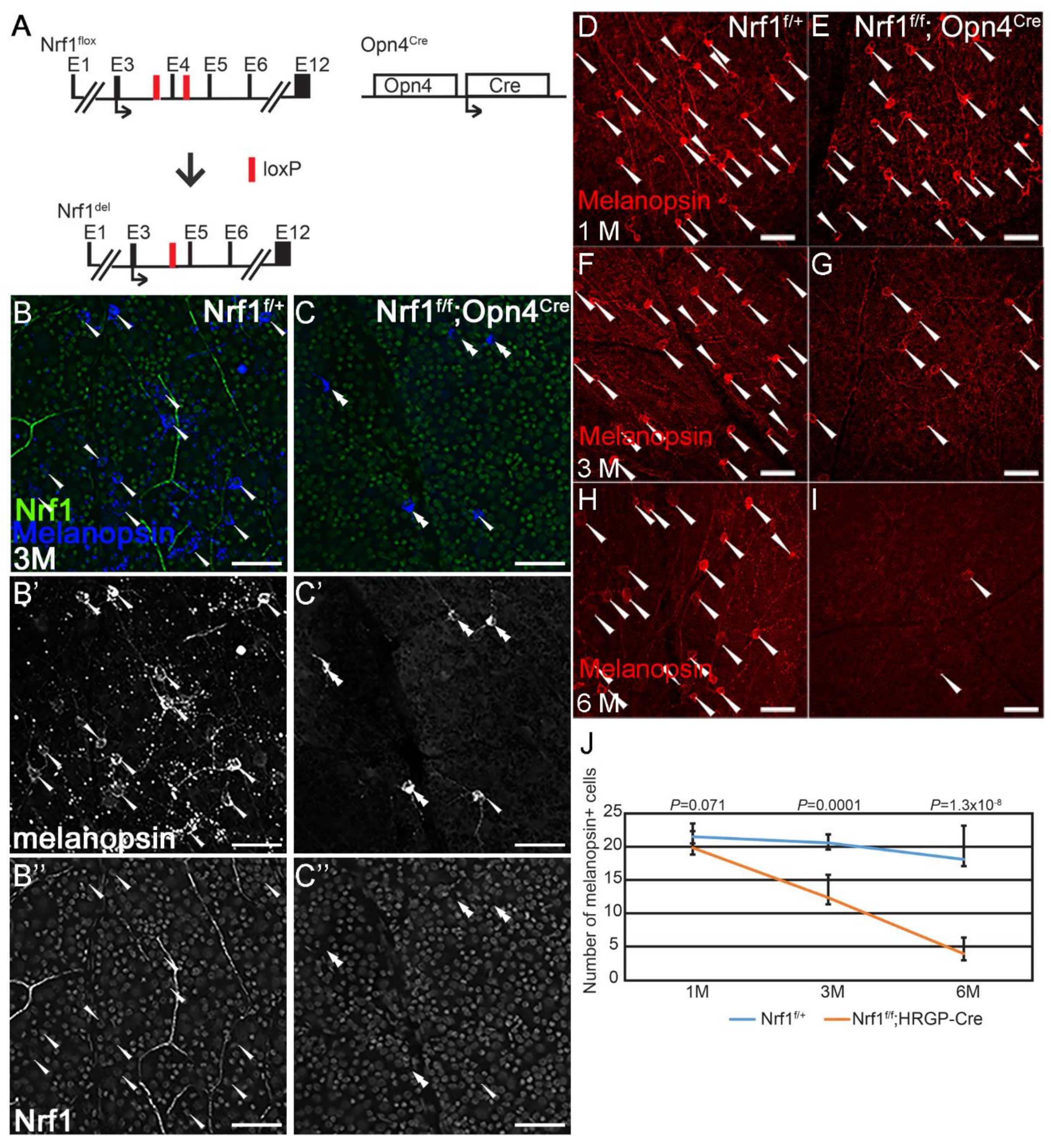 NRF1 Association with AUTS2-Polycomb Mediates Specific Gene Activation in  the Brain