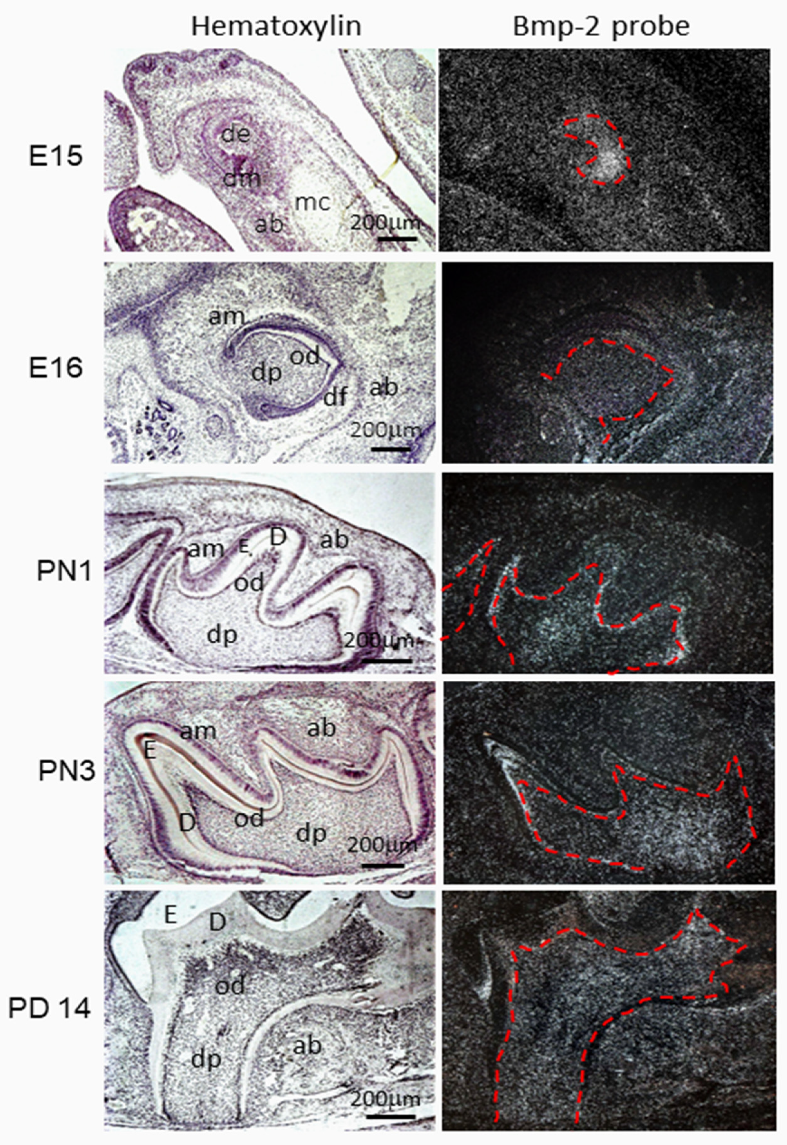 Cells | Free Full-Text | BMP Signaling Pathway in Dentin 