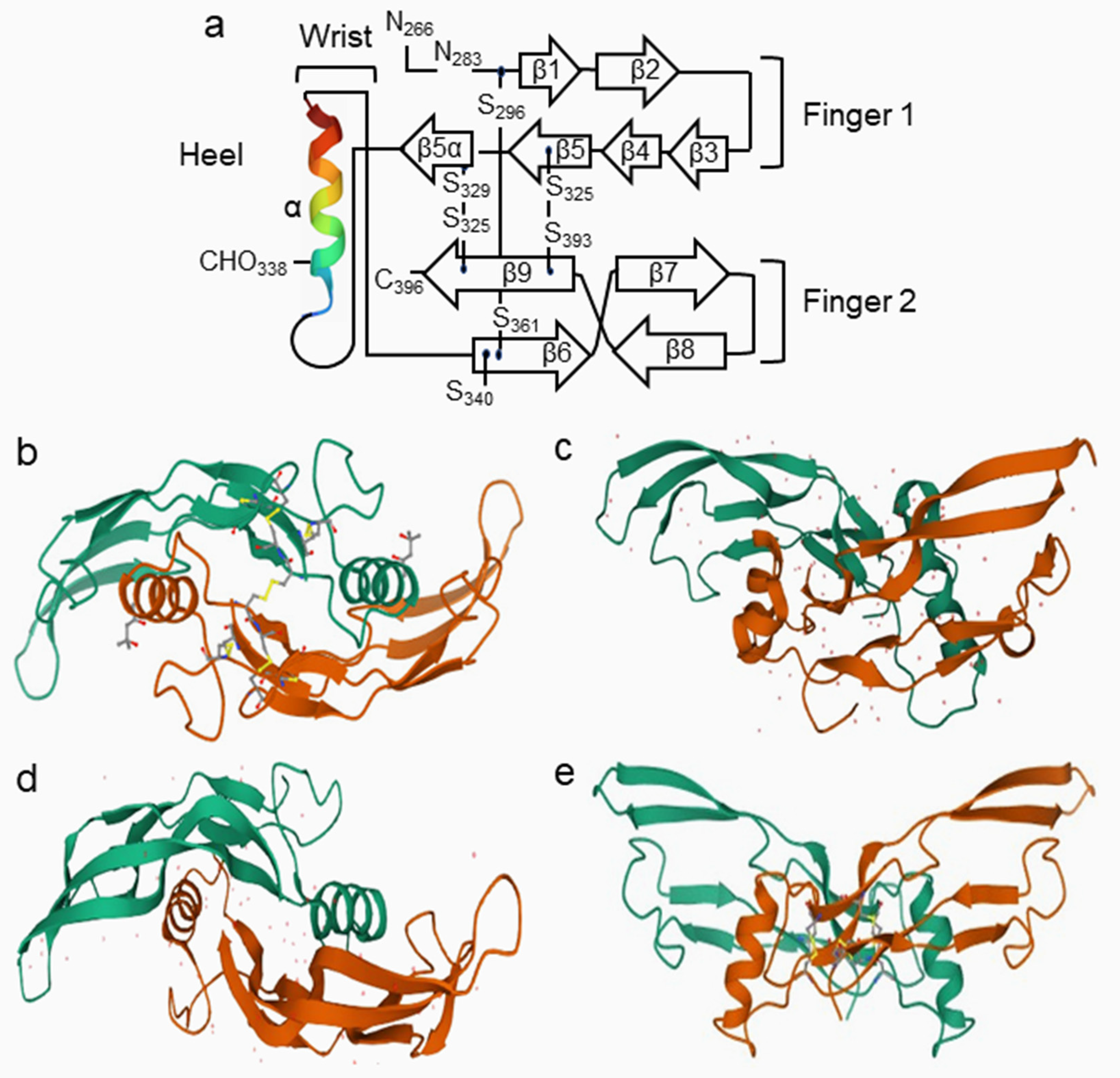 Cells | Free Full-Text | BMP Signaling Pathway in Dentin 
