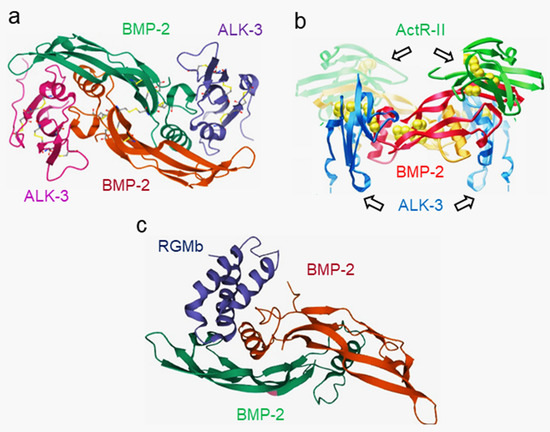 BMP Signaling Pathway in Dentin Development and Diseases