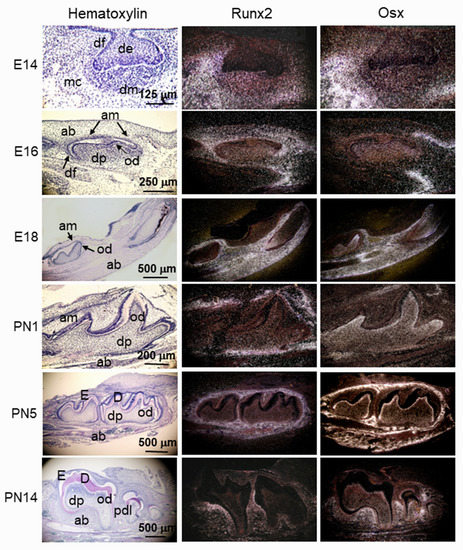 ryoo Circular MTHFD2L RNA-encoded CM-248aa inhibits gastric