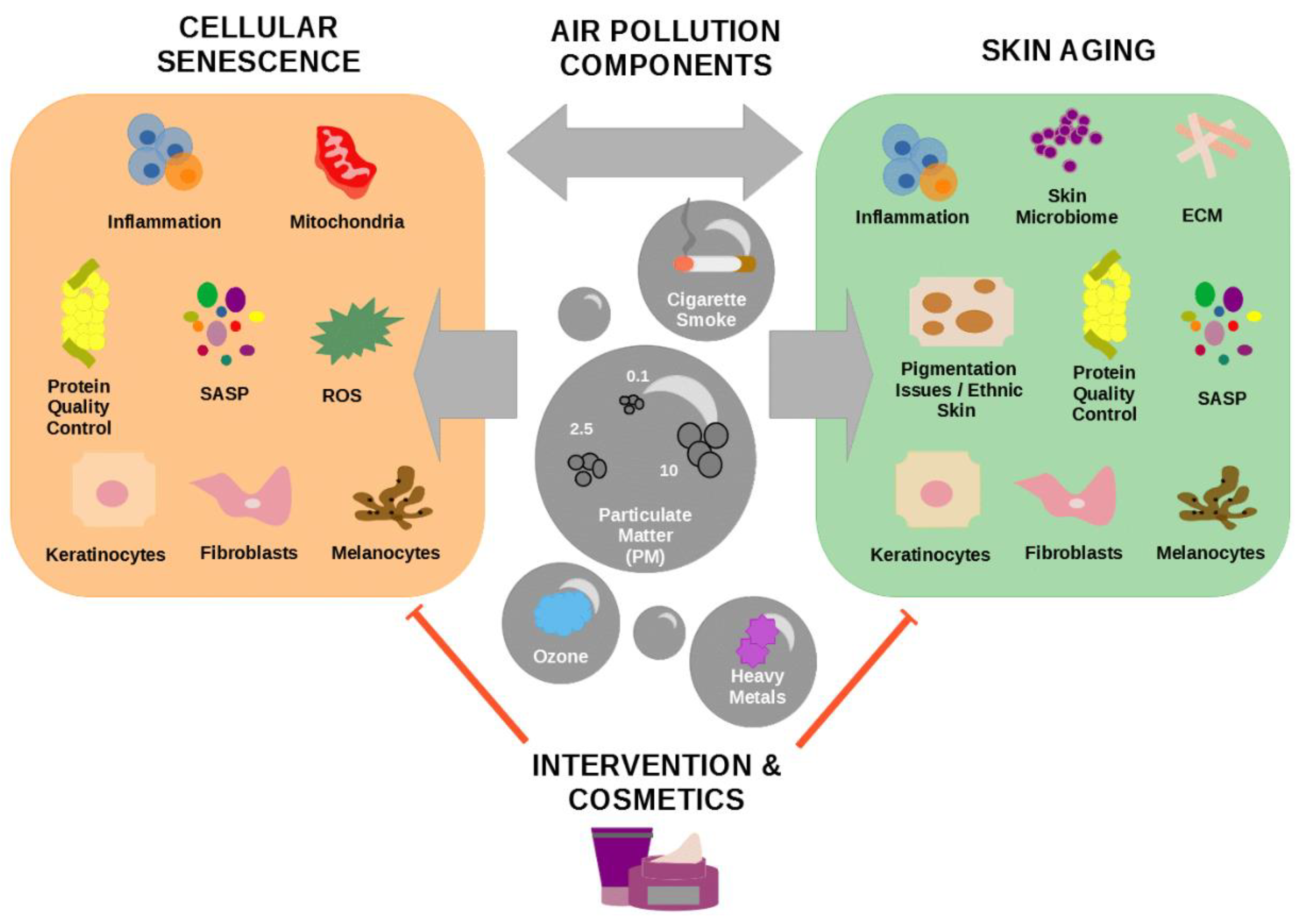 Cellular senescence. Effects of Air pollution. Controlling Air pollution. Cellular senescence biomarkers.
