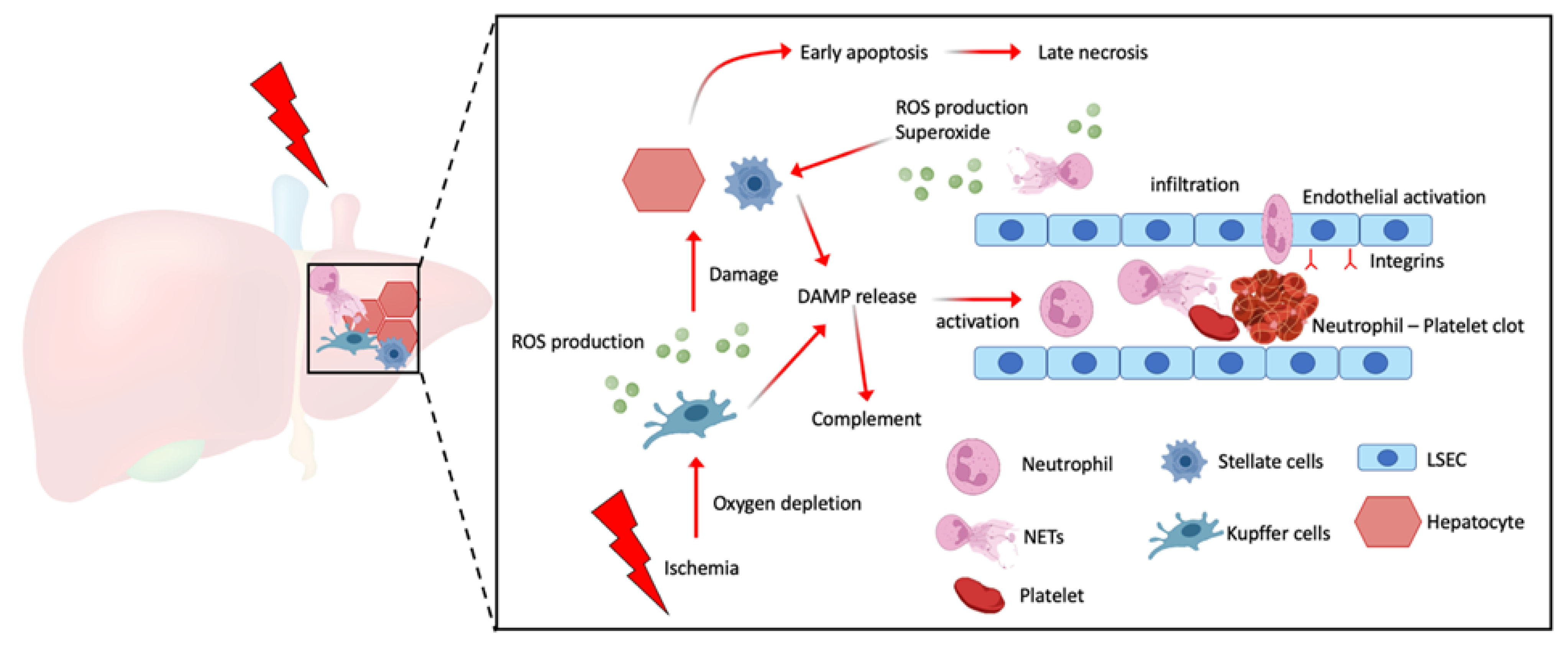 Cells 11 02222 g001 550