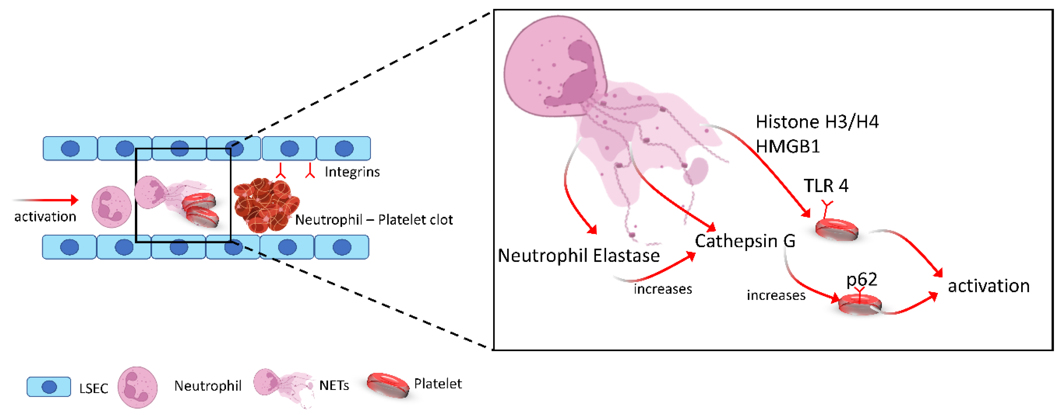 Cells 11 02222 g002 550