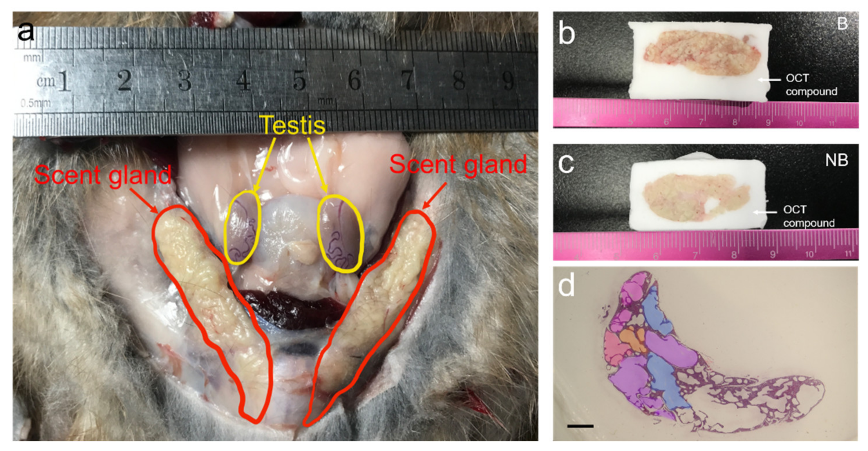 Cells 11 02228 g001 Cells 11 02228 g001