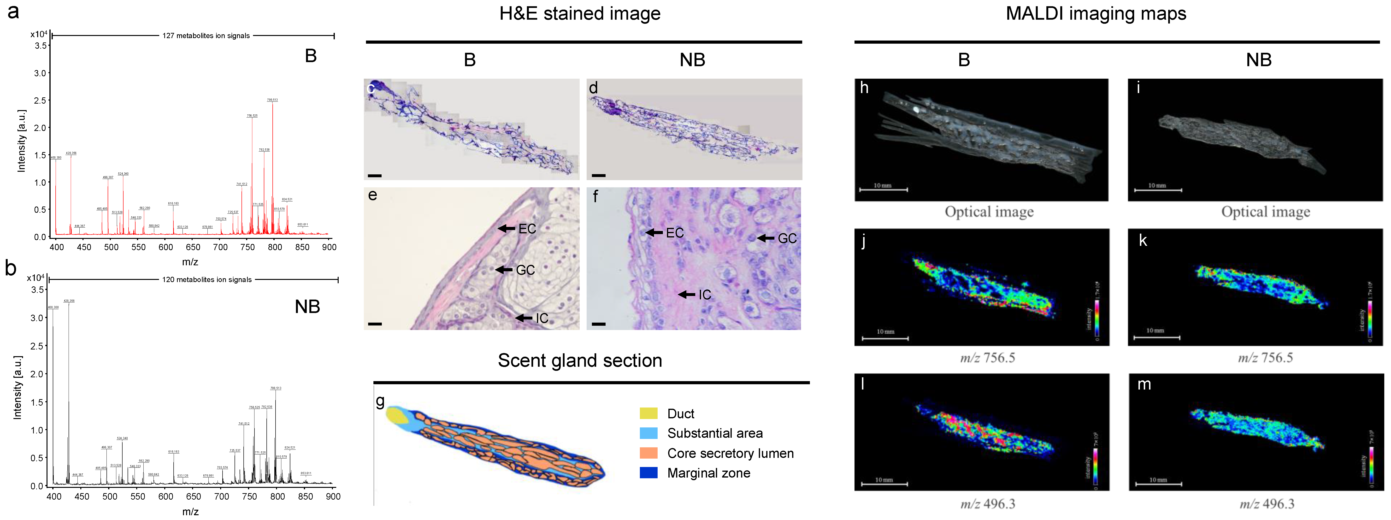 Cells 11 02228 g004 Cells 11 02228 g004