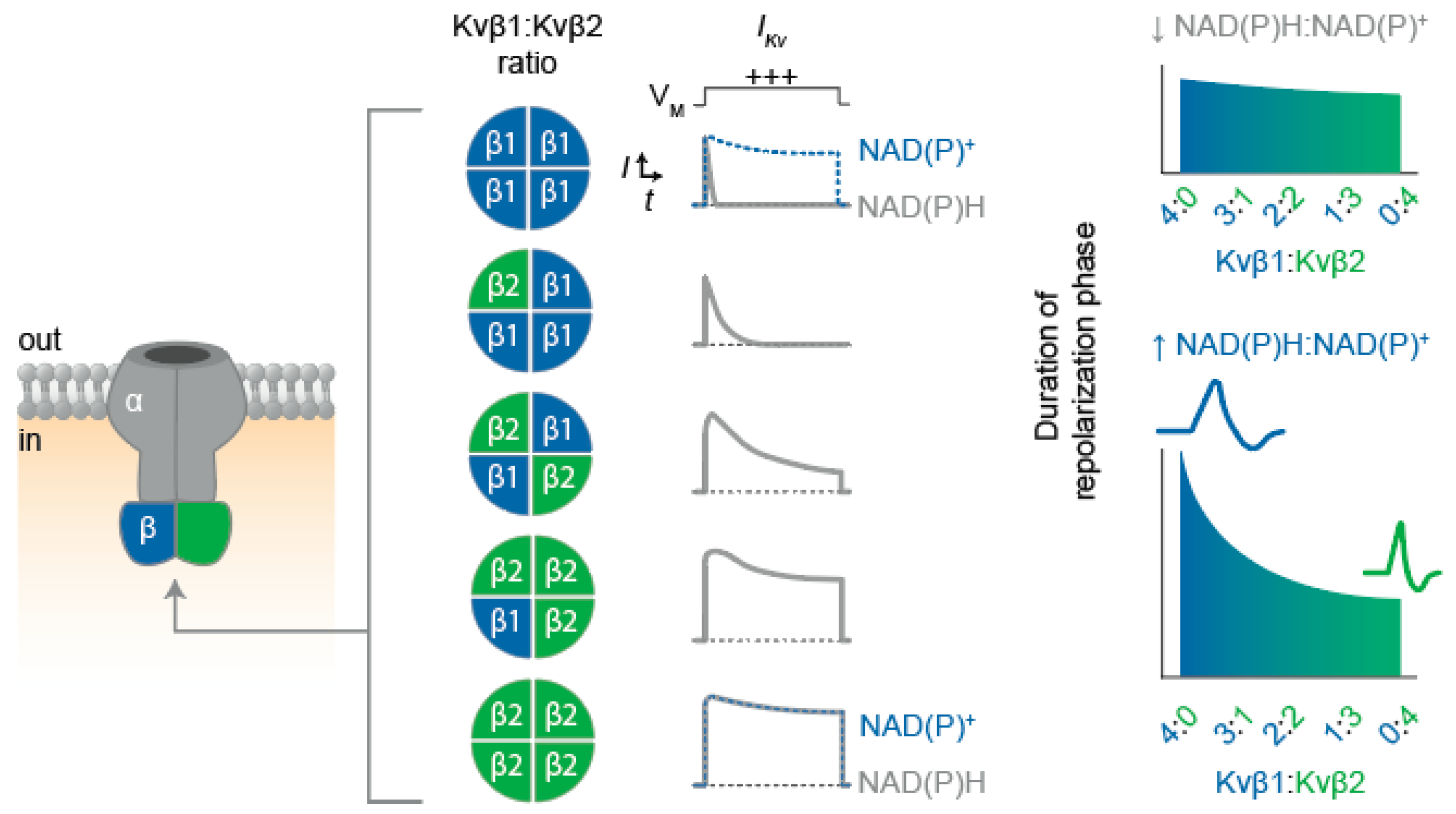 Cells 11 02230 g003 Cells 11 02230 g003