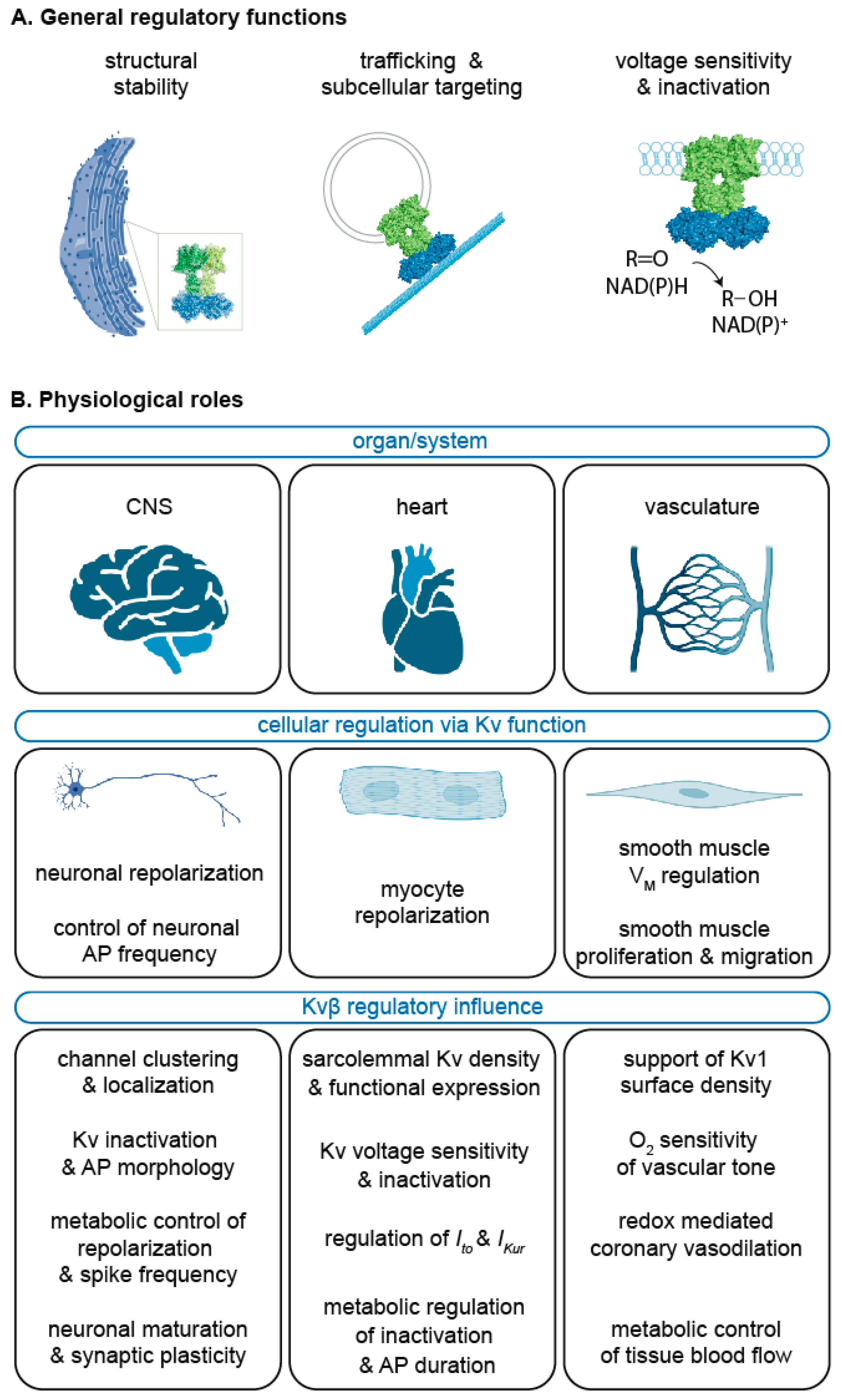 Cells 11 02230 g004 Cells 11 02230 g004