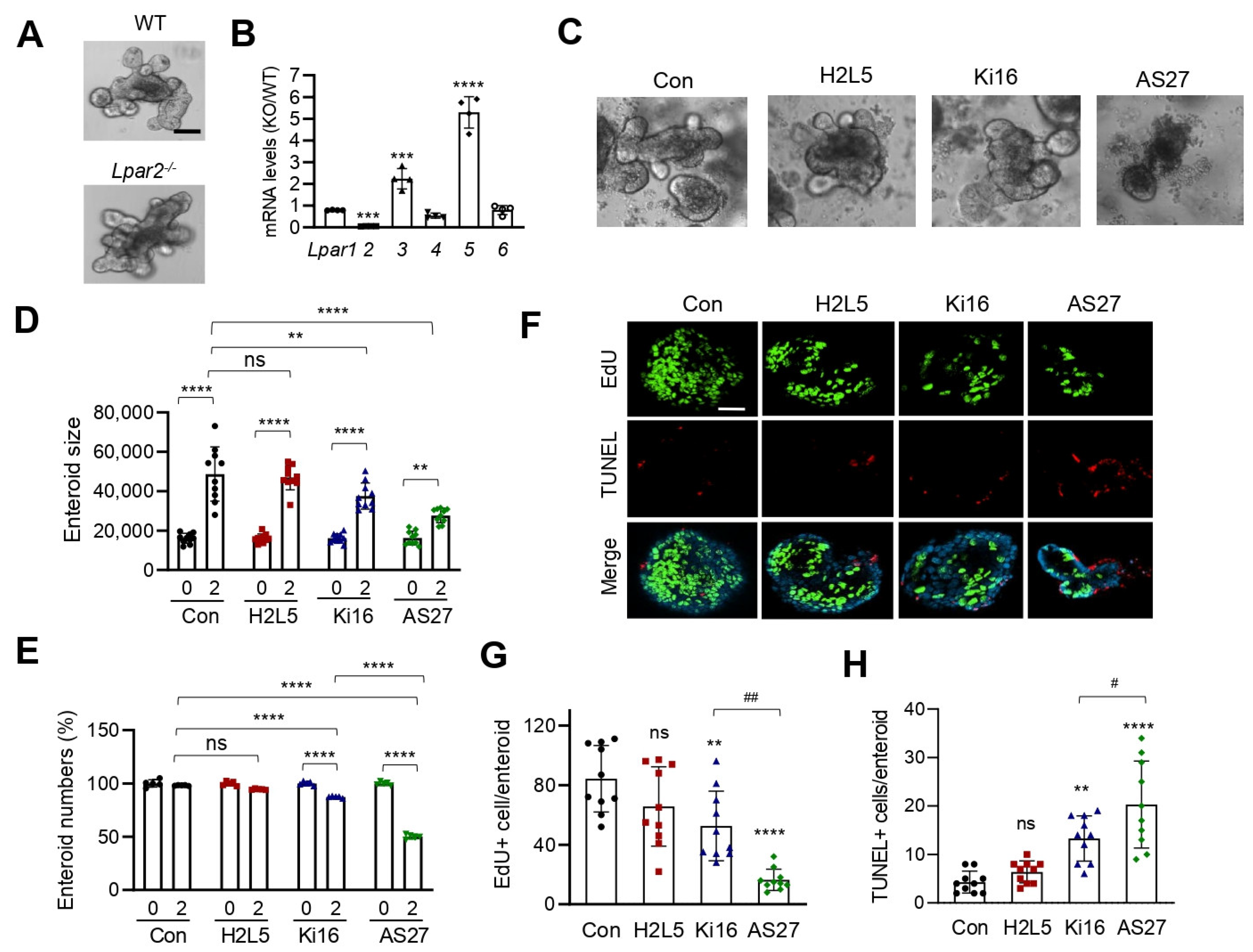 Cells 11 02243 g005 Cells 11 02243 g005