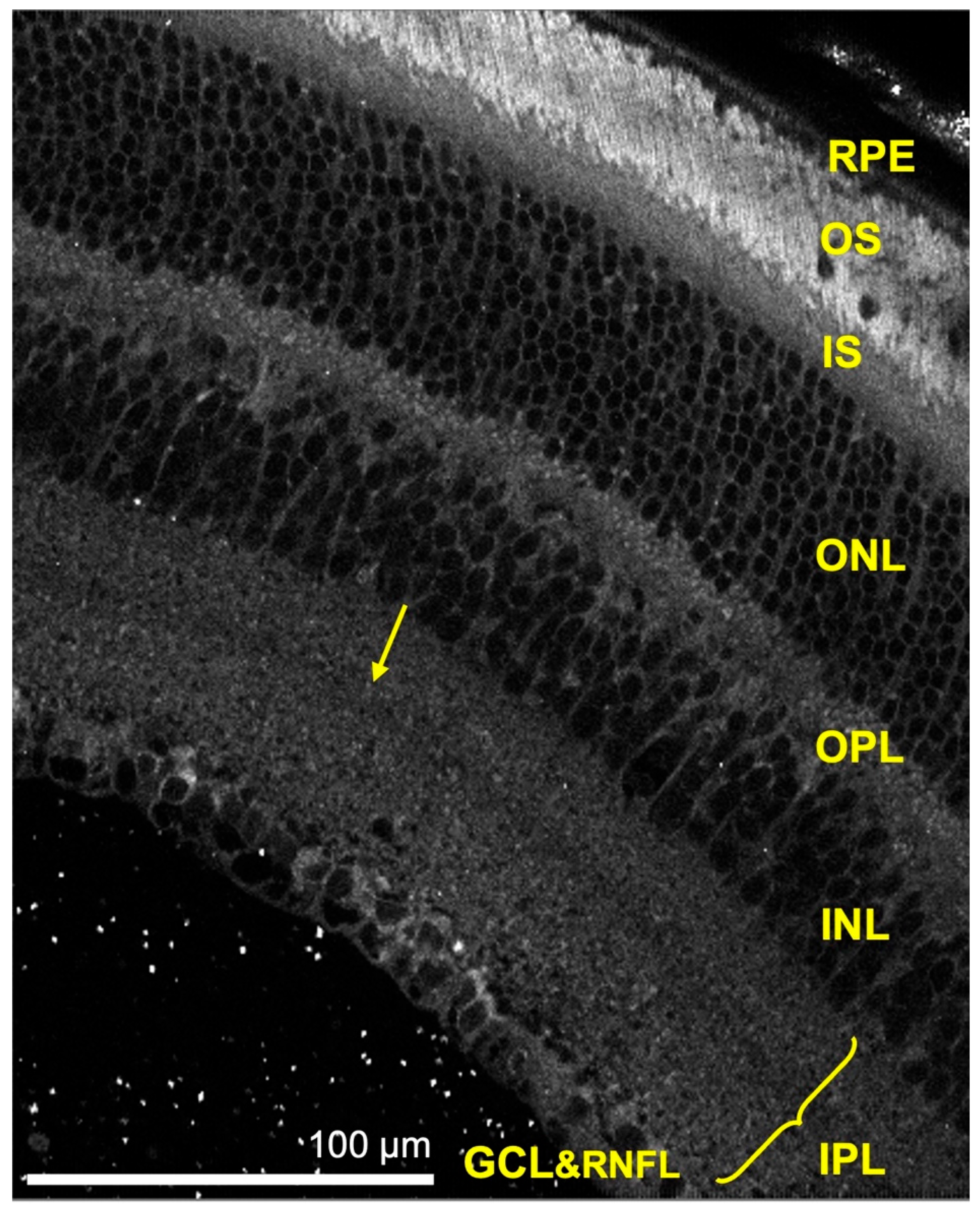 Cells 11 02265 g004 Cells 11 02265 g004