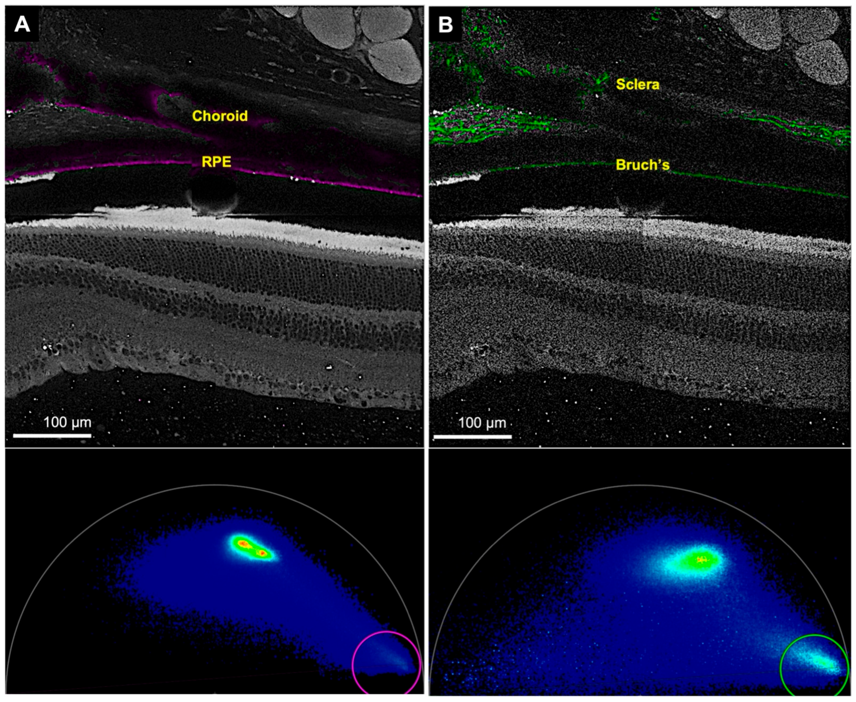 Cells 11 02265 g007 Cells 11 02265 g007
