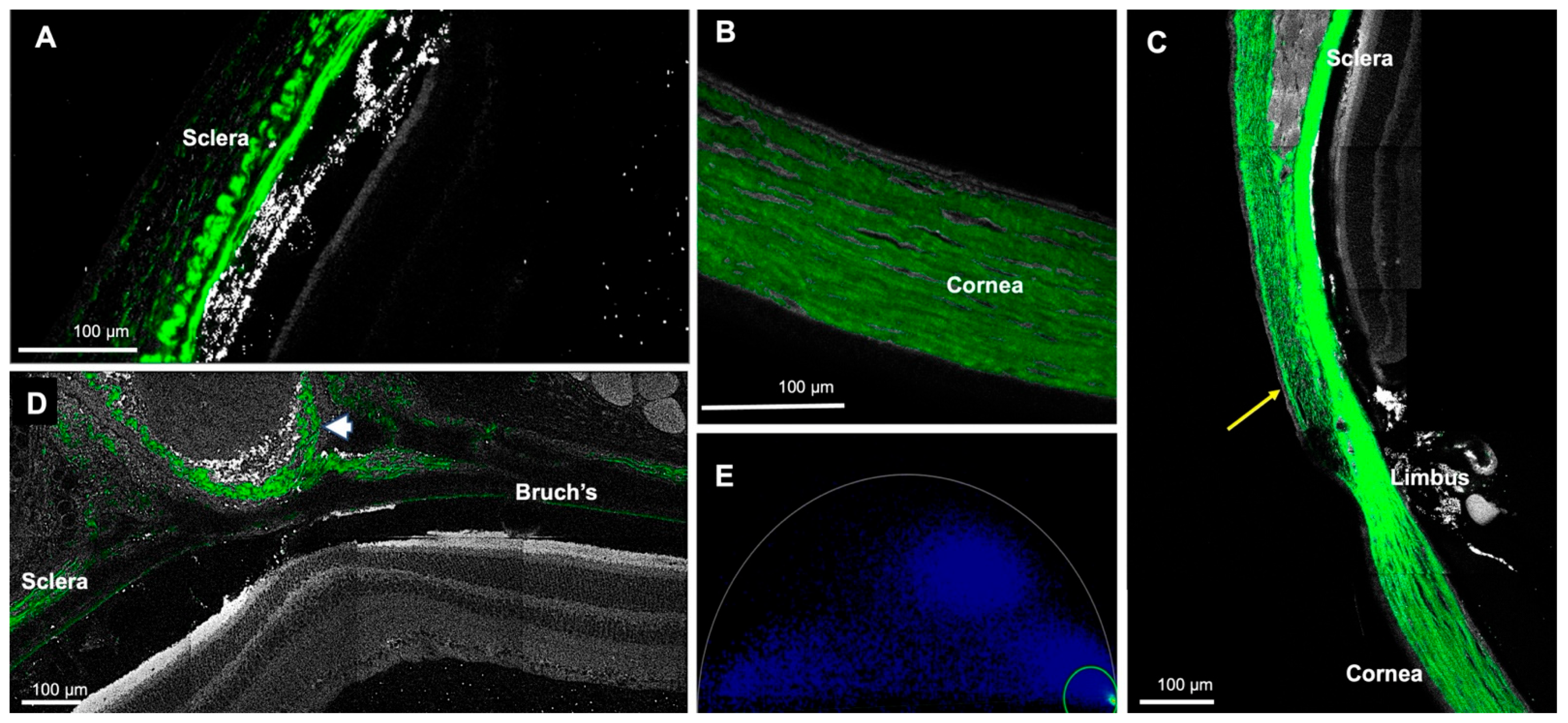 Cells 11 02265 g008 Cells 11 02265 g008