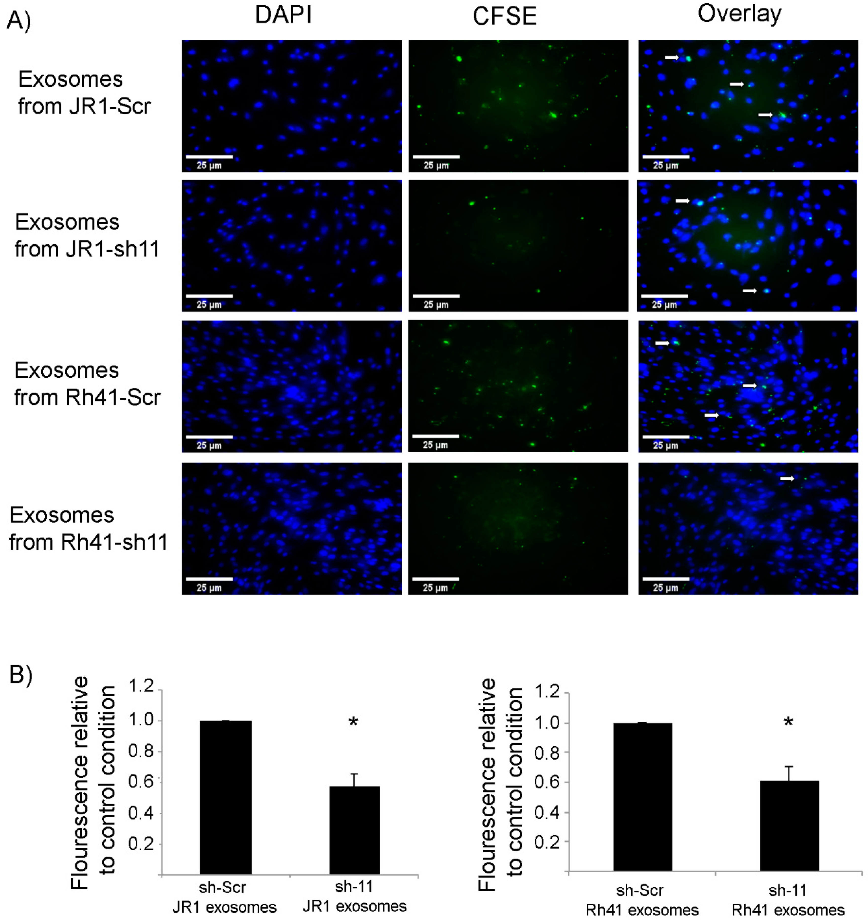 Cells 11 02267 g005 Cells 11 02267 g005