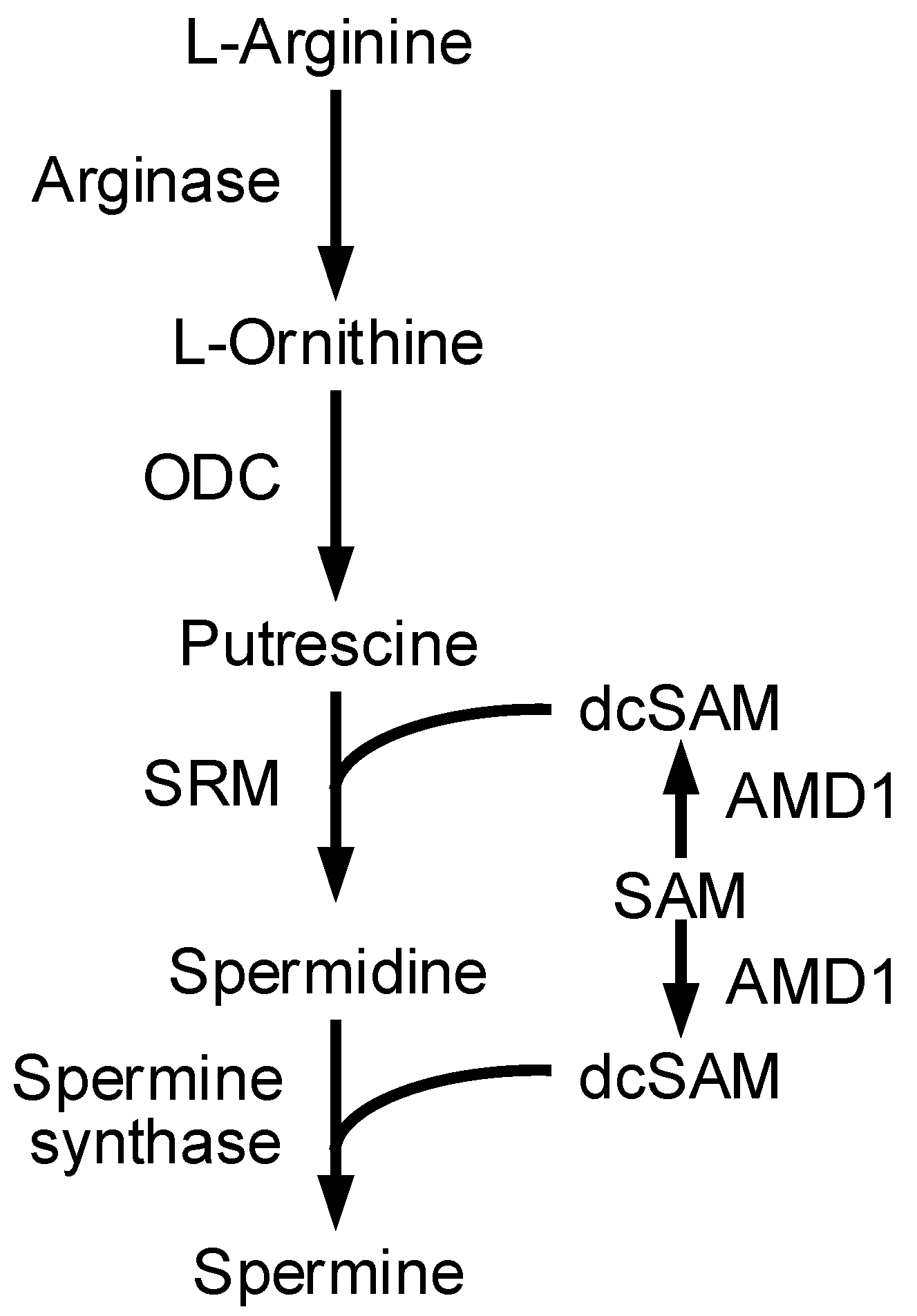 Cells 11 02268 g001 Cells 11 02268 g001