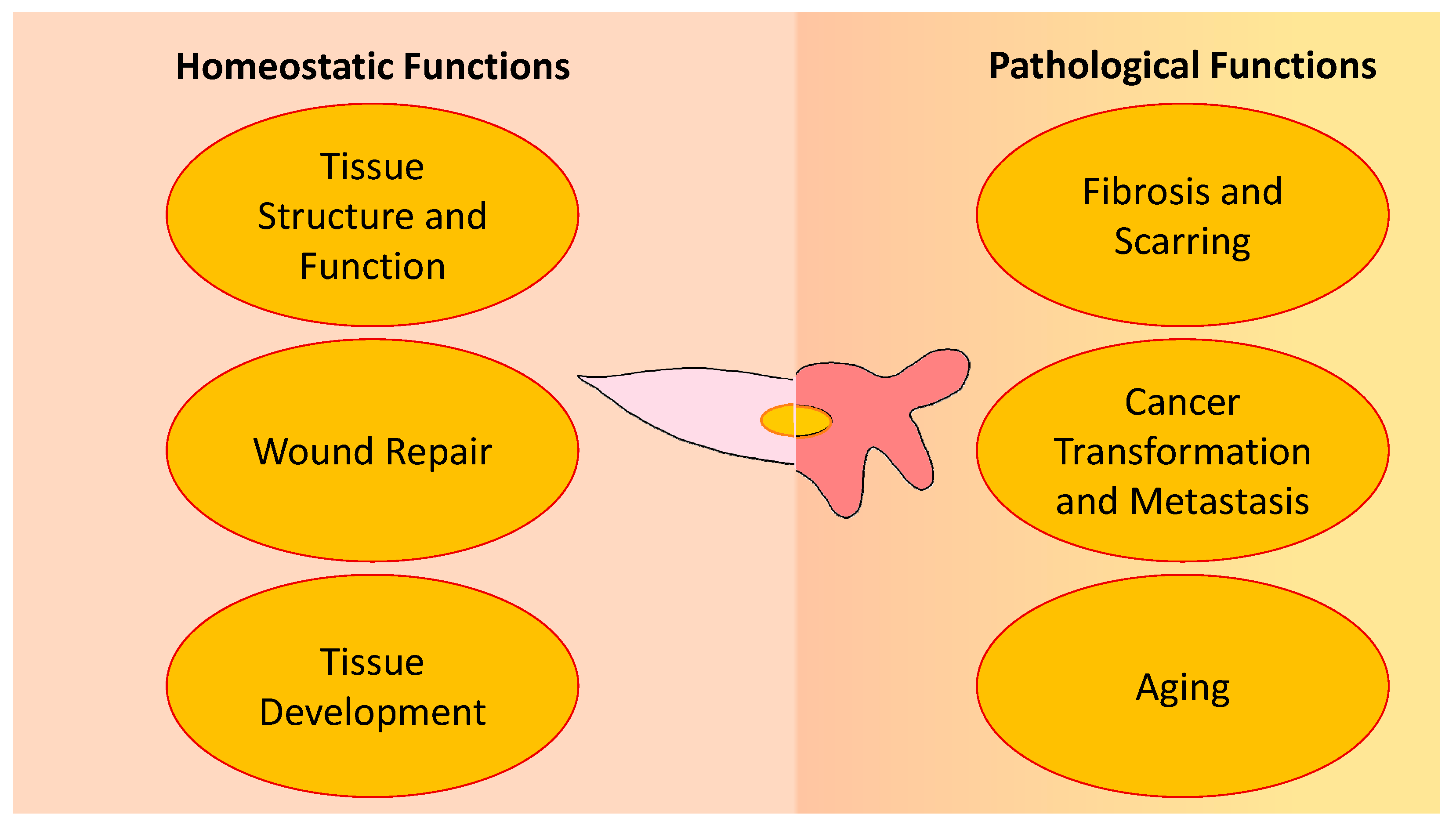 Cells 11 02272 g001 550
