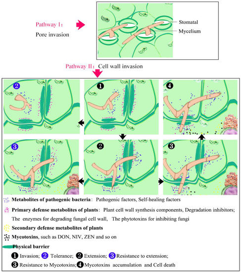 Arms Race between the Host and Pathogen Associated with