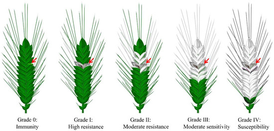 Arms Race between the Host and Pathogen Associated with