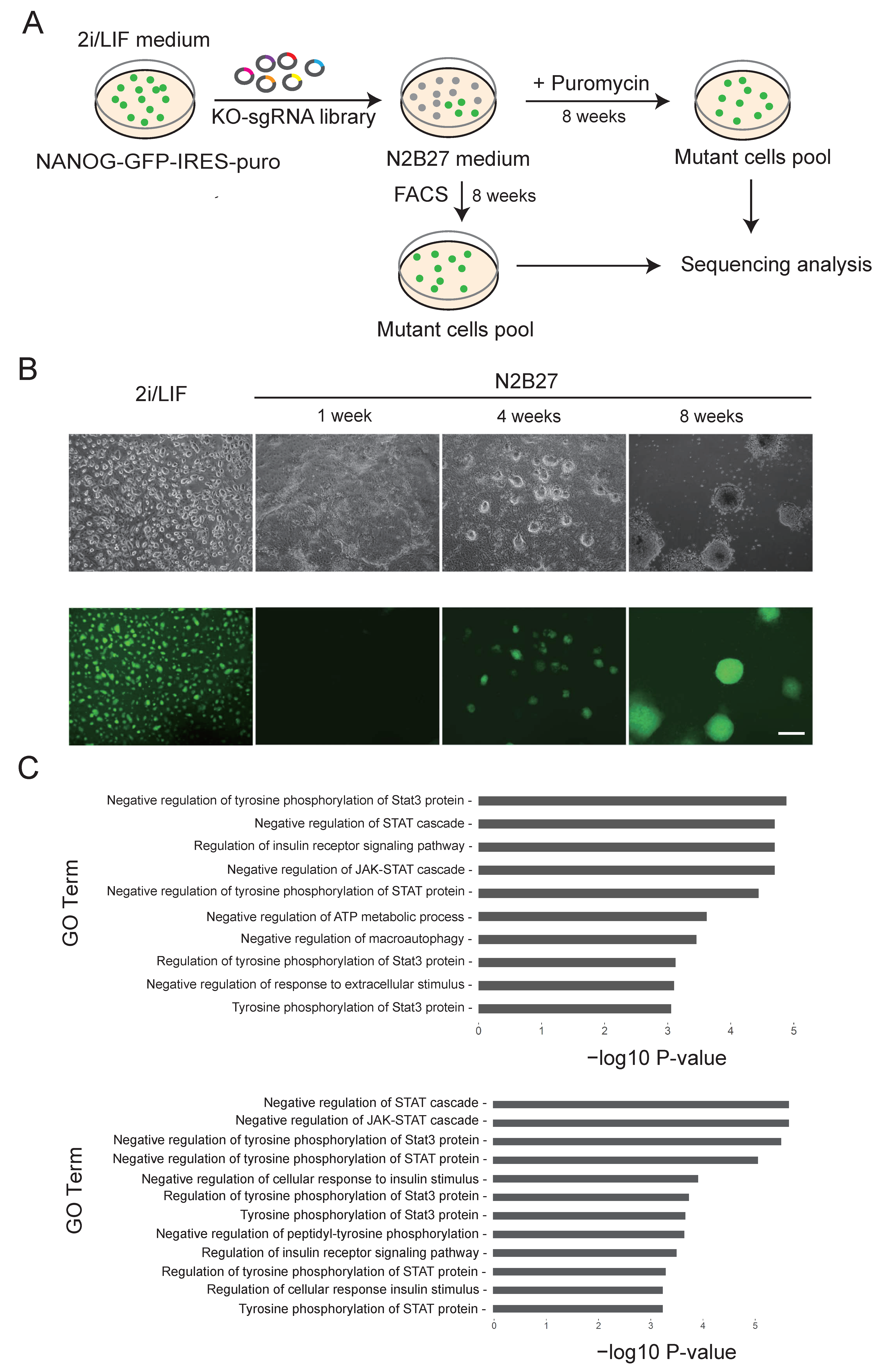 Cells 11 02289 g001 550