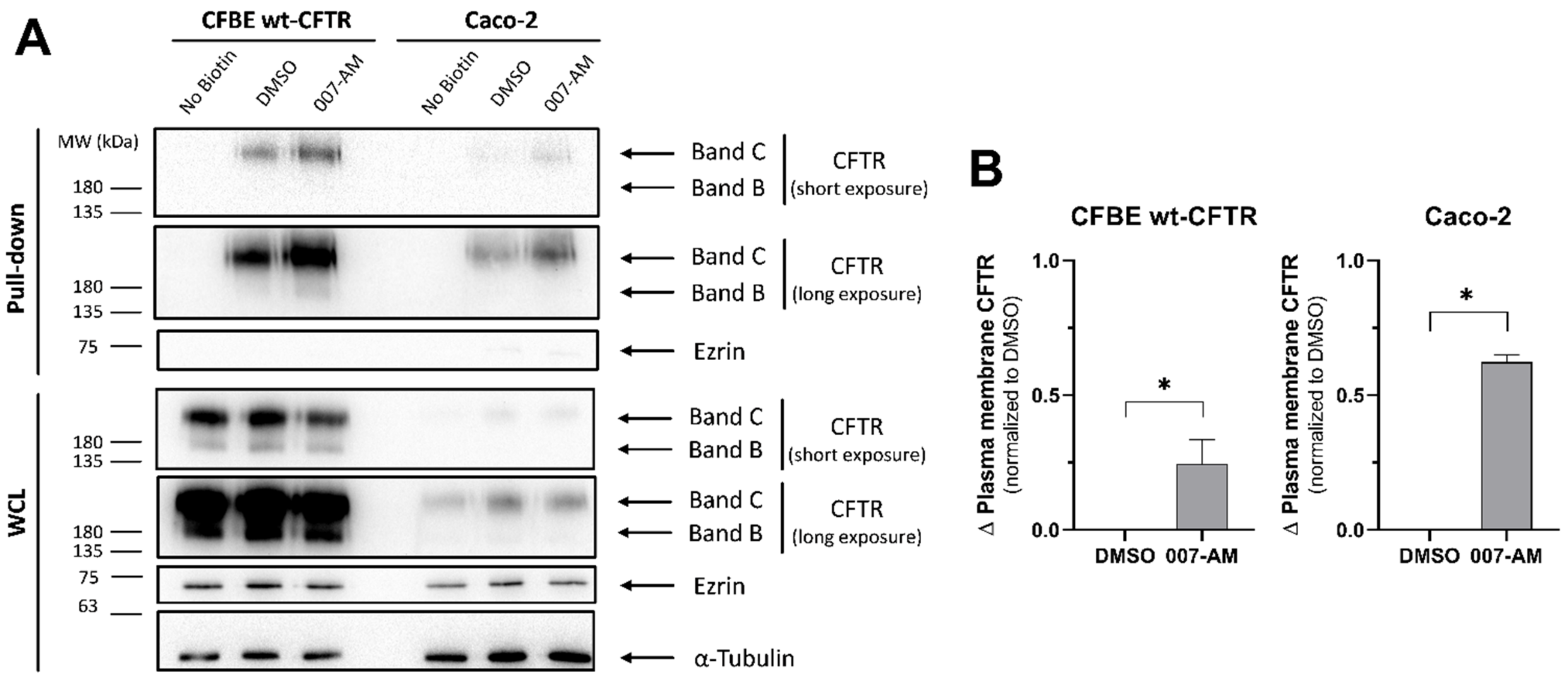 Cells 11 02295 g005 550