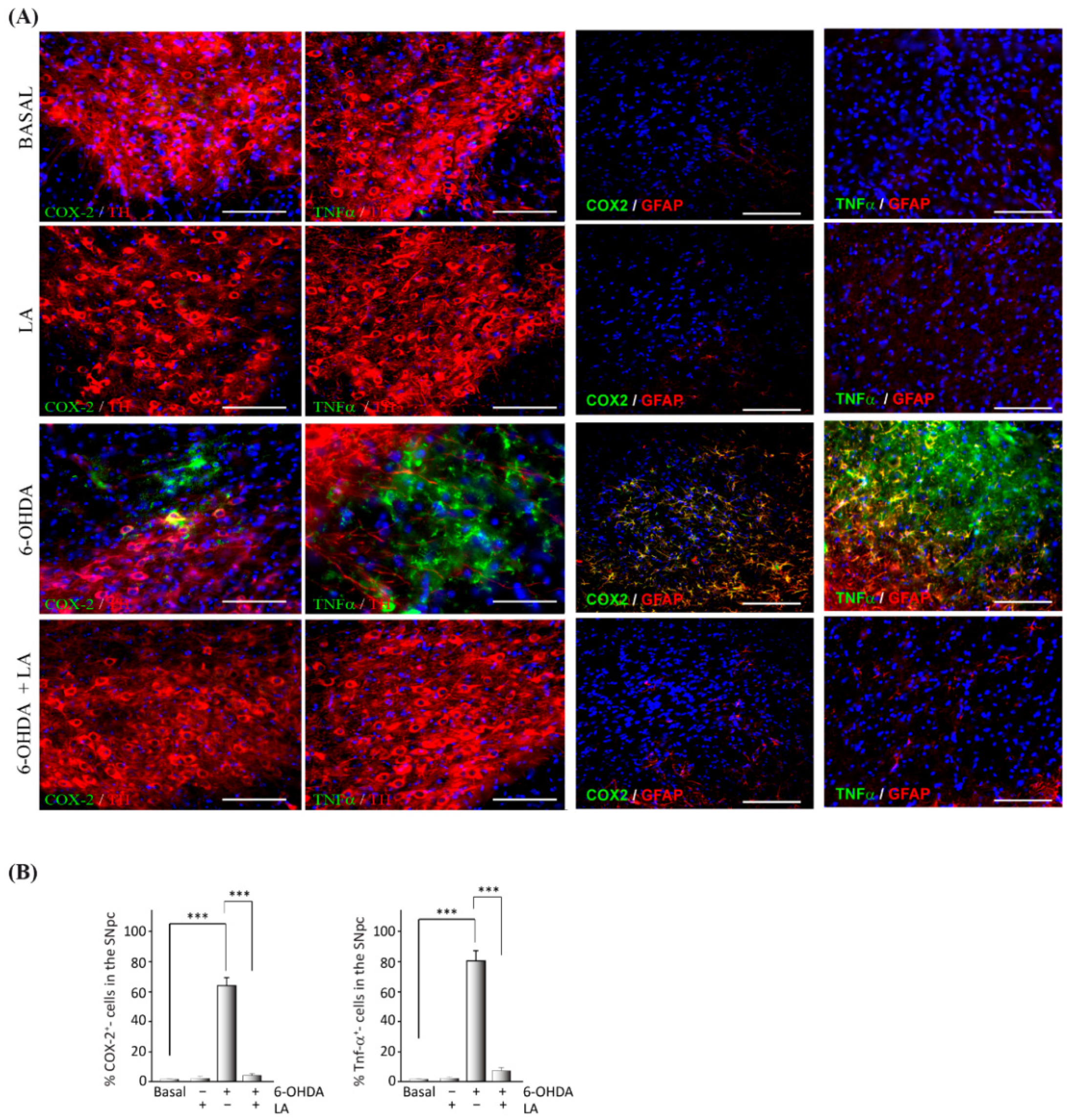 Cells 11 02297 g002 550