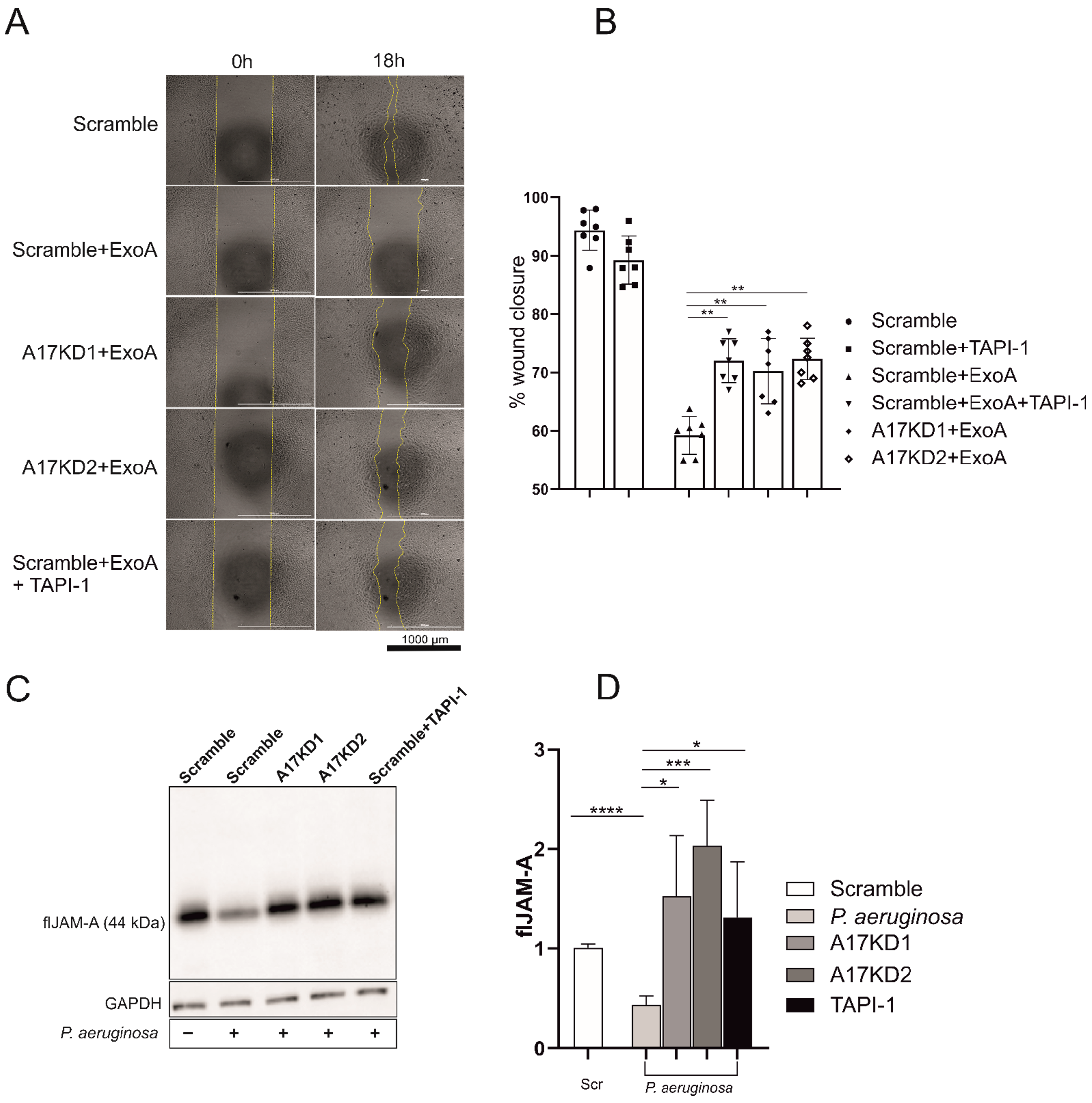 Cells 11 02303 g004 Cells 11 02303 g004