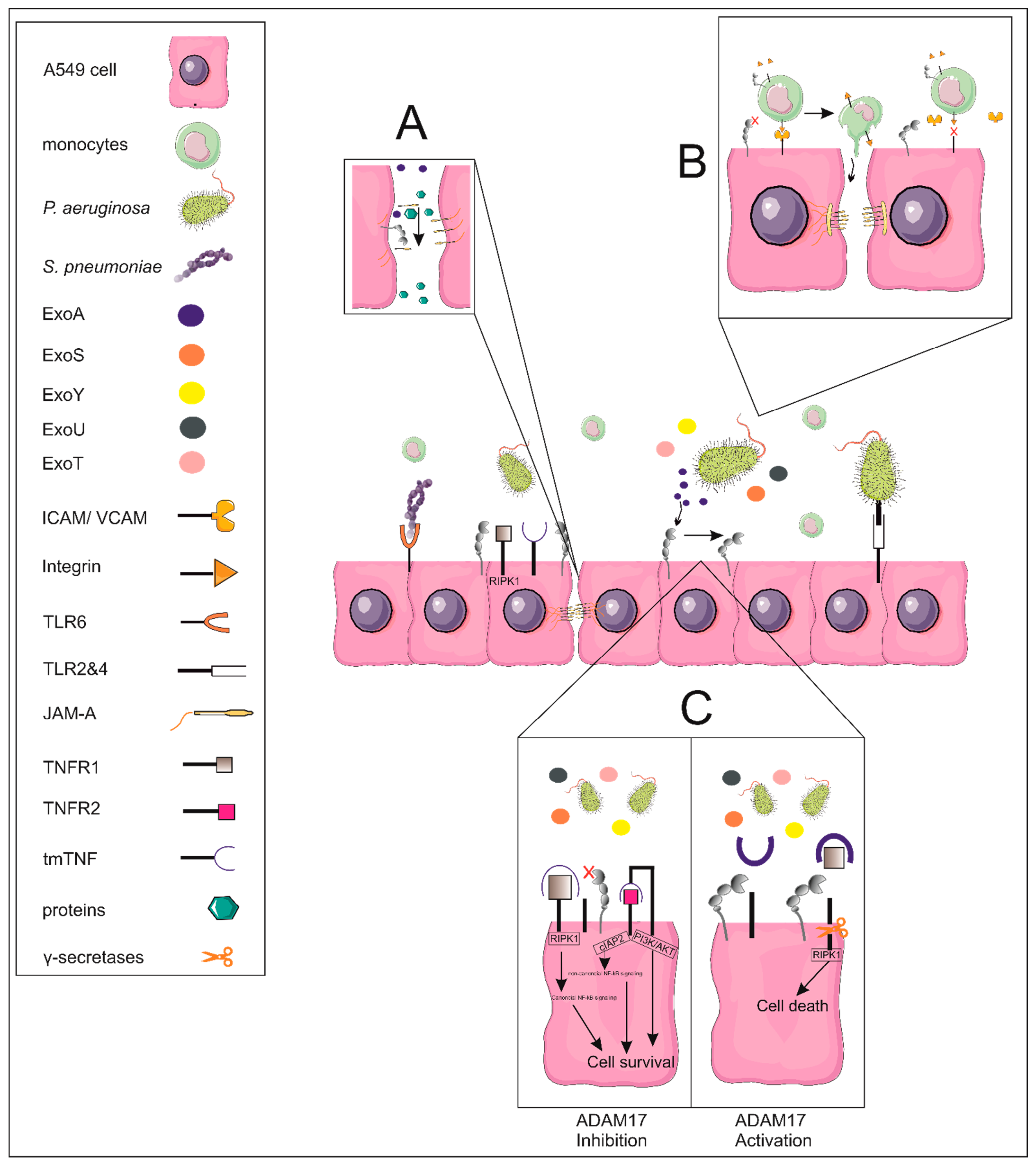 Cells 11 02303 g007 Cells 11 02303 g007