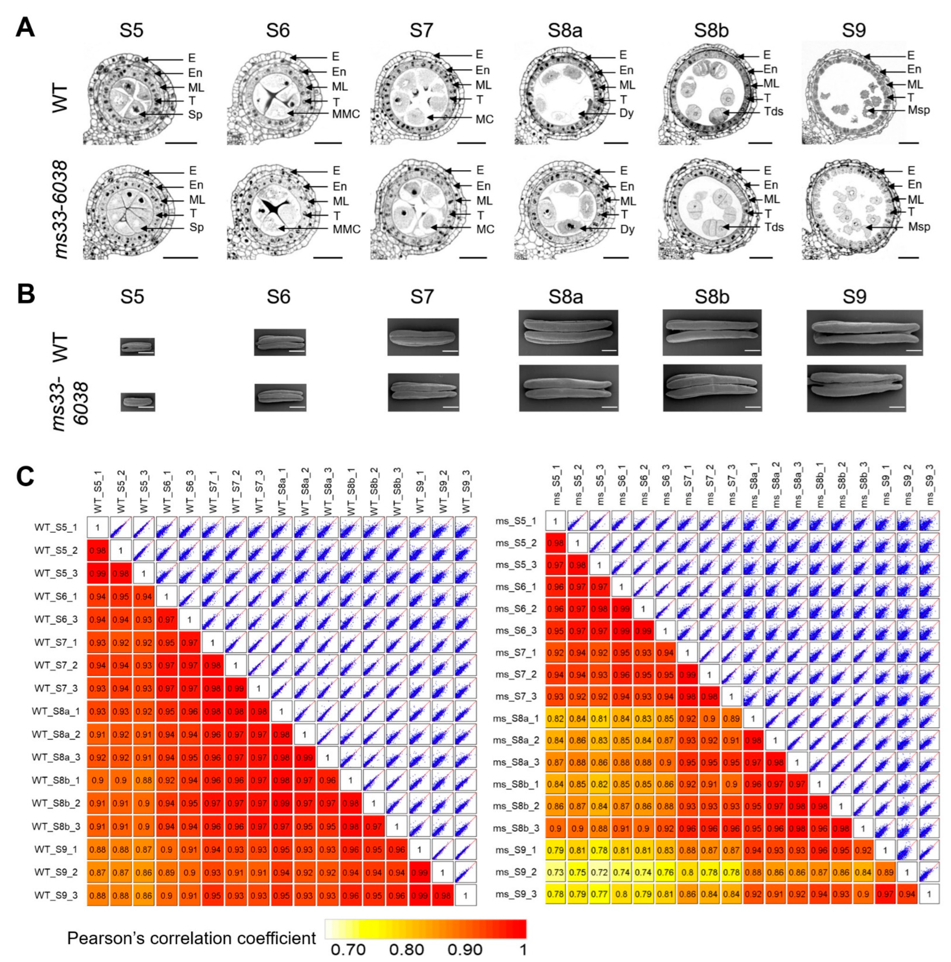 The Loss-Function of the Male Sterile Gene ZmMs33/ZmGPAT6